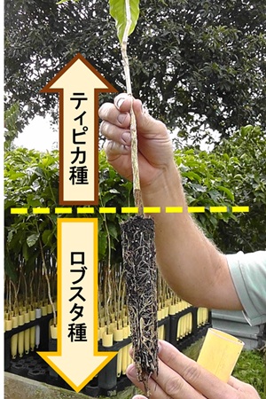 アラビカ種の原種に近いといわれるティピカ種の下にロブスタ種を接ぎ木している状態