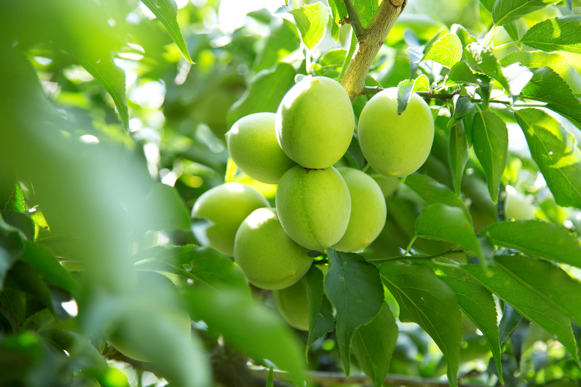 毎年6月頃に収穫され菓子原料となる城州白の実