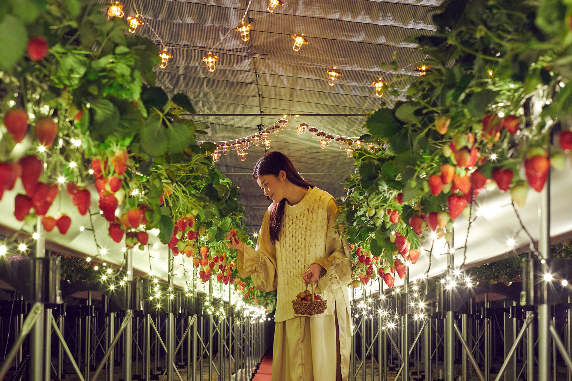 1日1組限定で夜のイチゴハウスを貸し切る「ナイトストロベリーツアー」