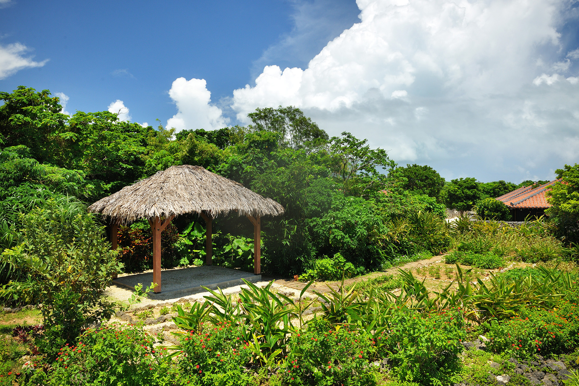 伝統作物やハーブを栽培する畑