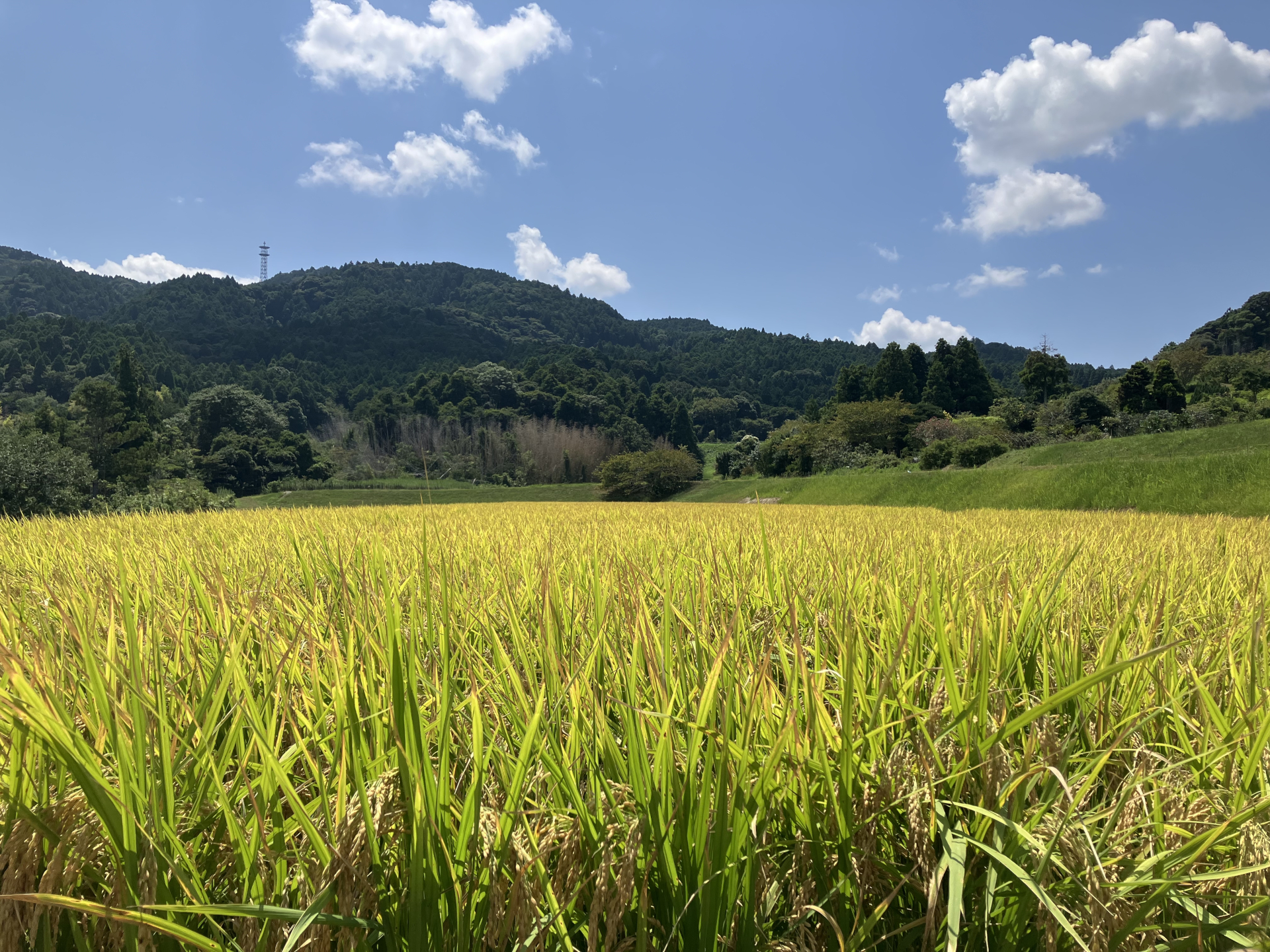 千葉県鴨川市から栽培が広がる「プリンセスサリー」