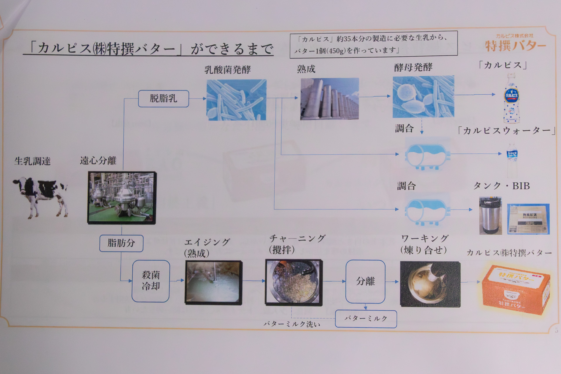 カルピス特撰バターの製造工程