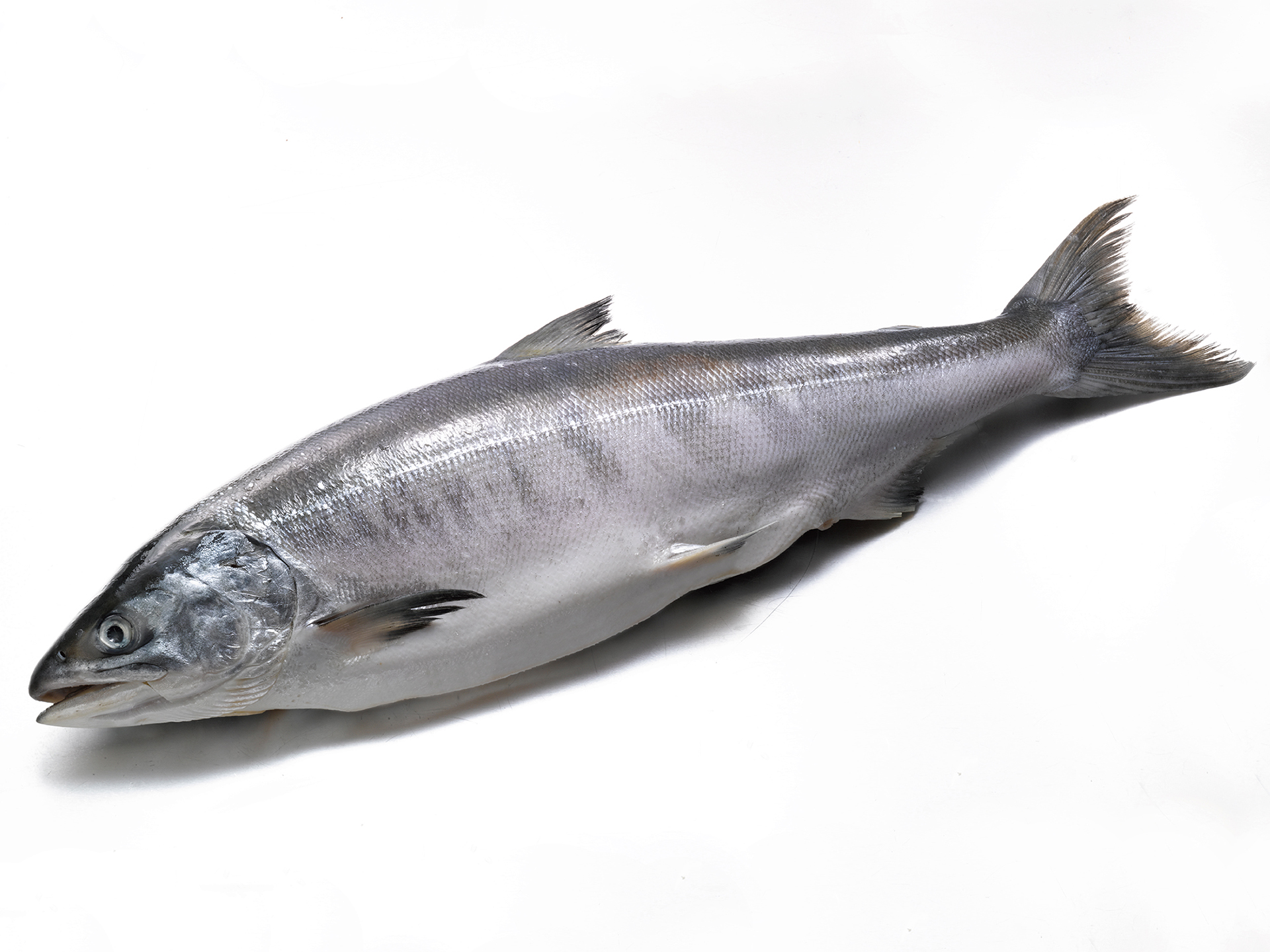 時鮭（ときしらず）