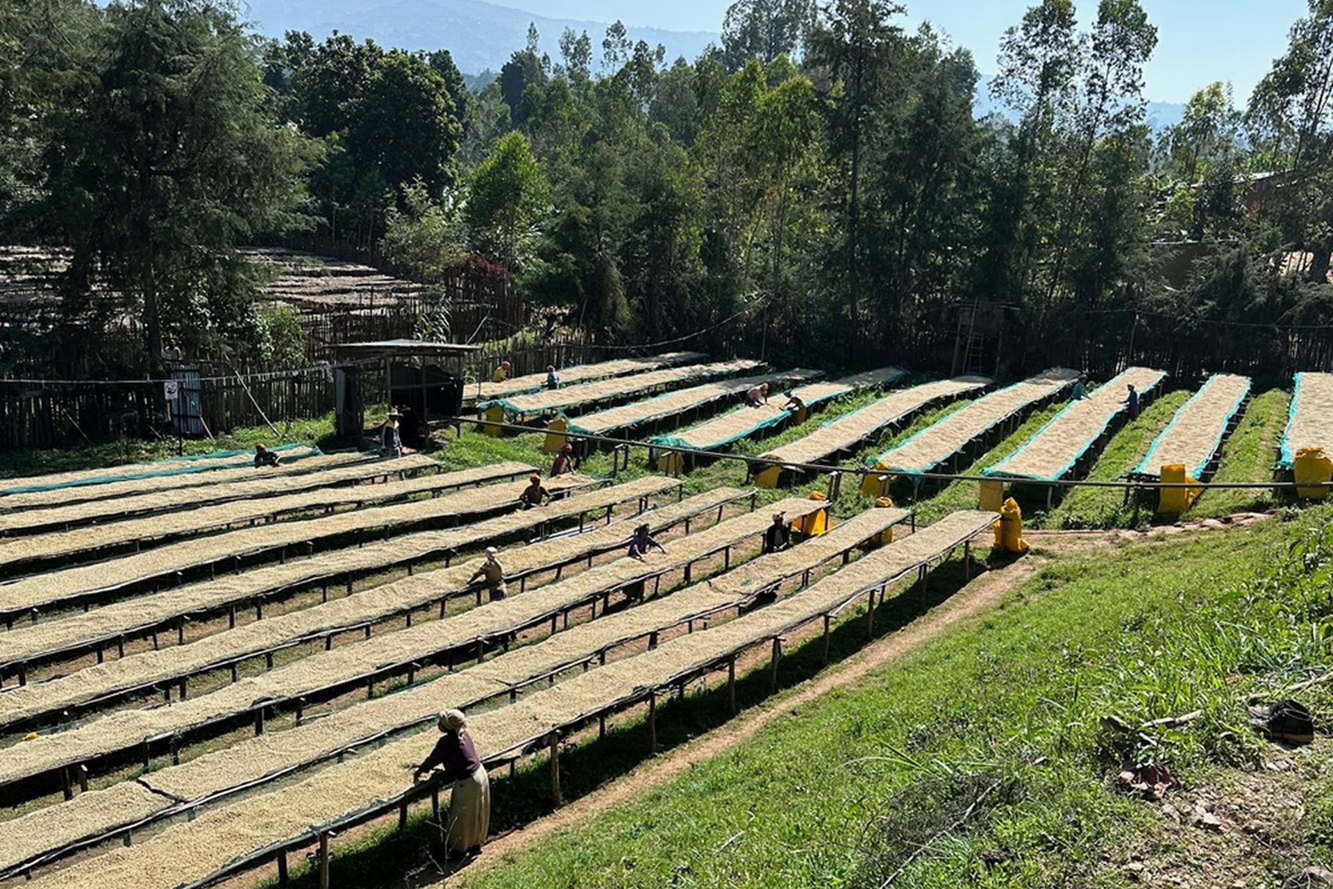 生豆を乾燥している様子