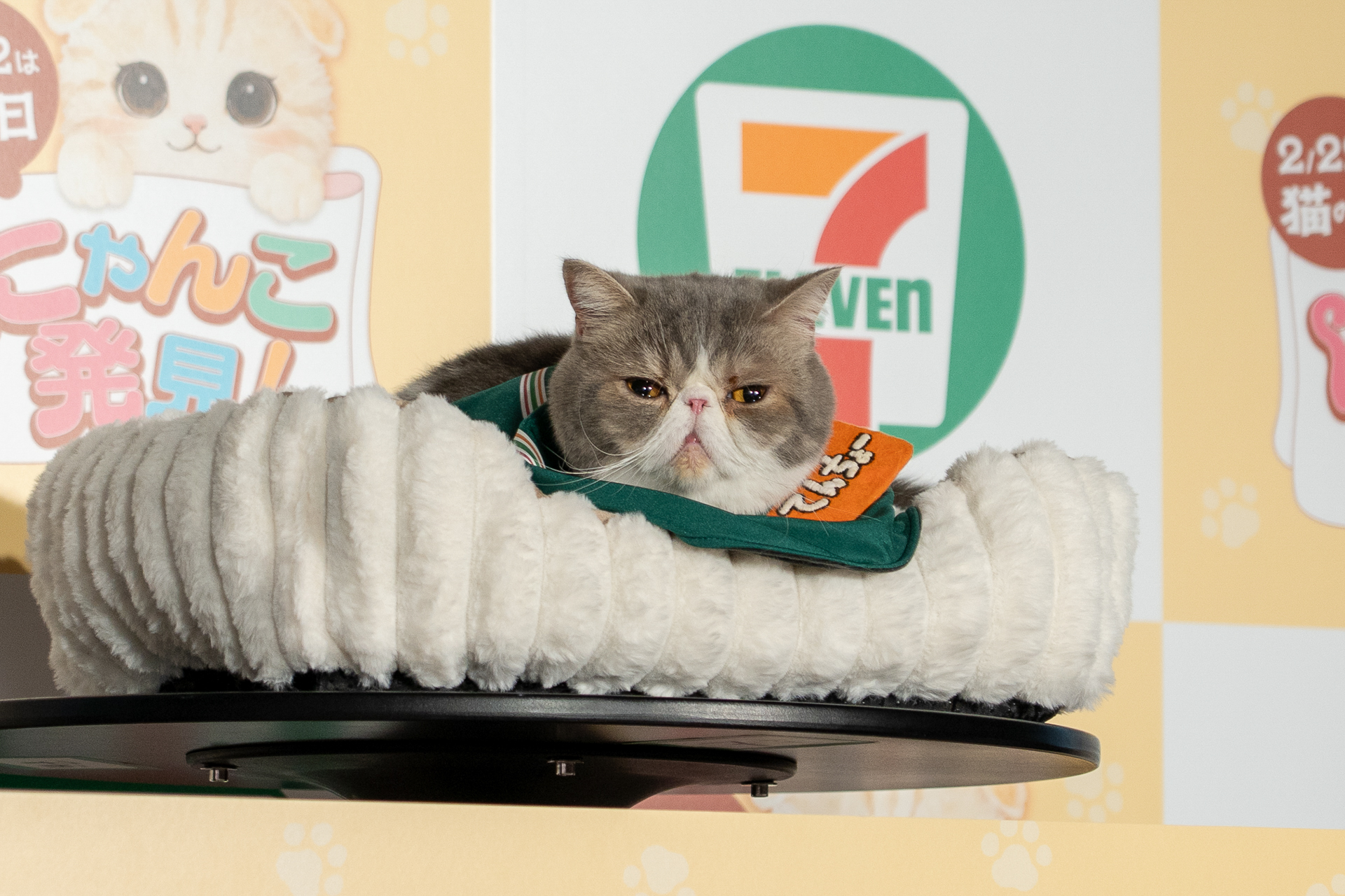 最後はねこ店長だけで。しっかり目線をもらえて感動！