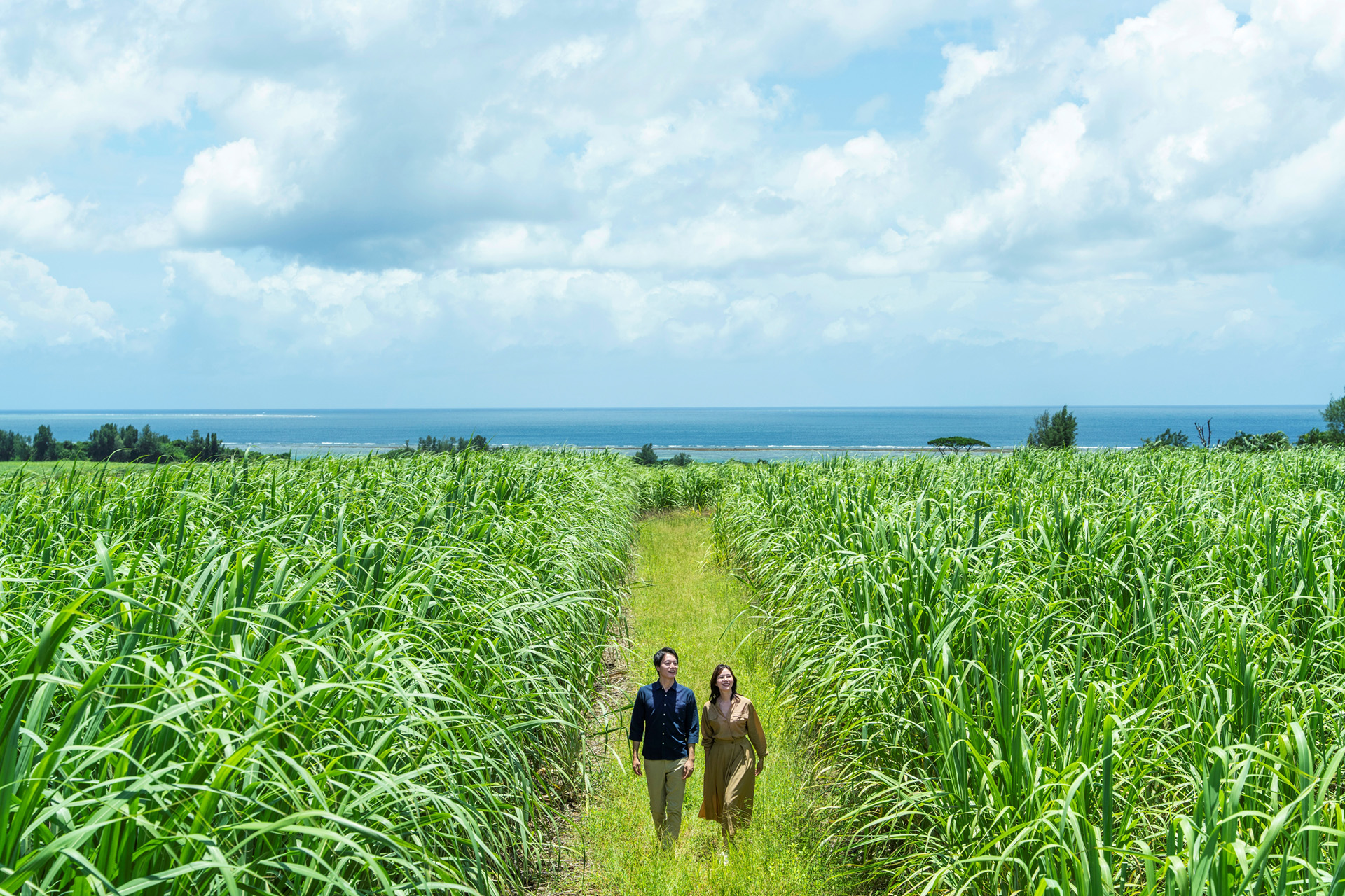 「サトウキビ畑ツアー」