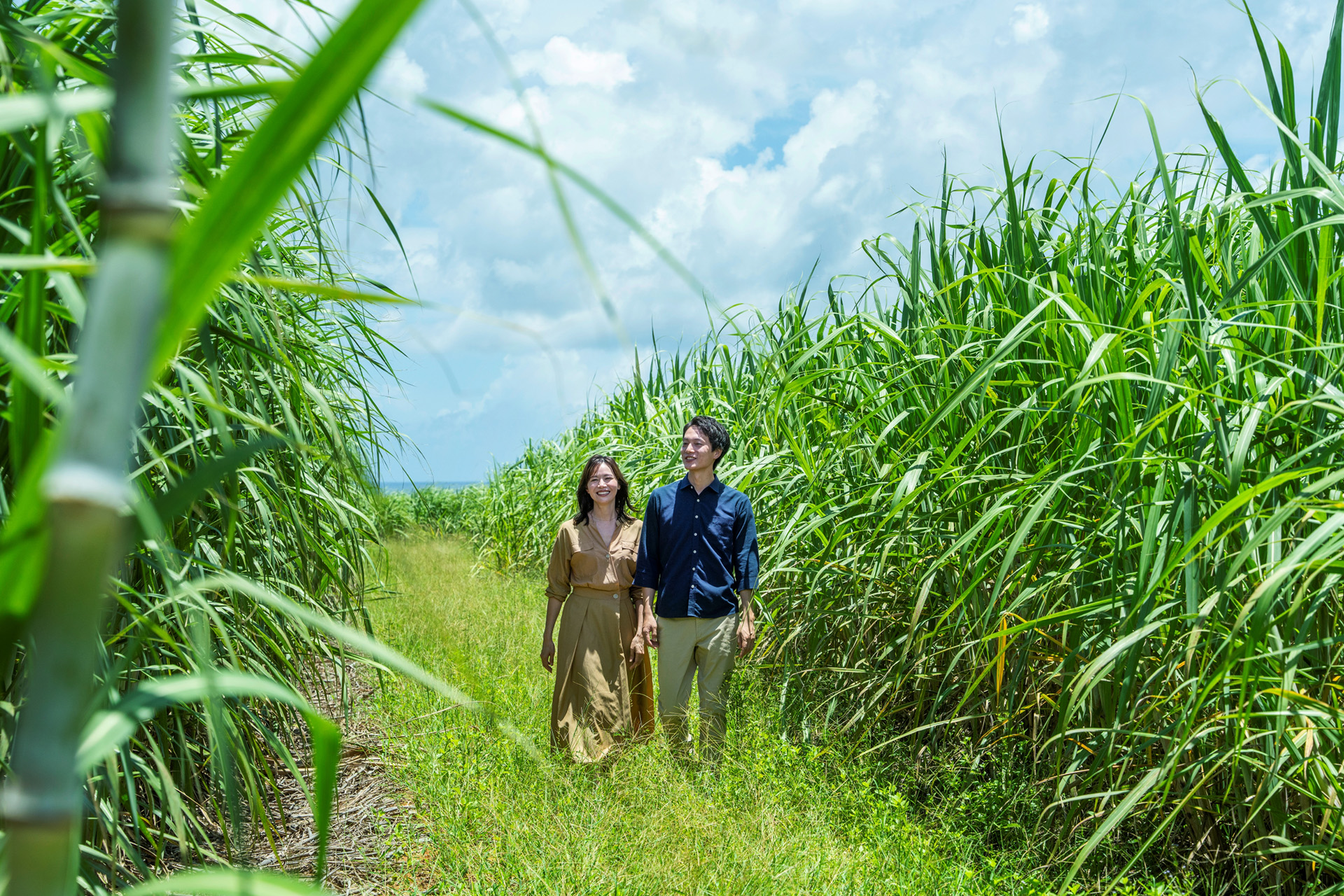 サトウキビを間近で観察できる