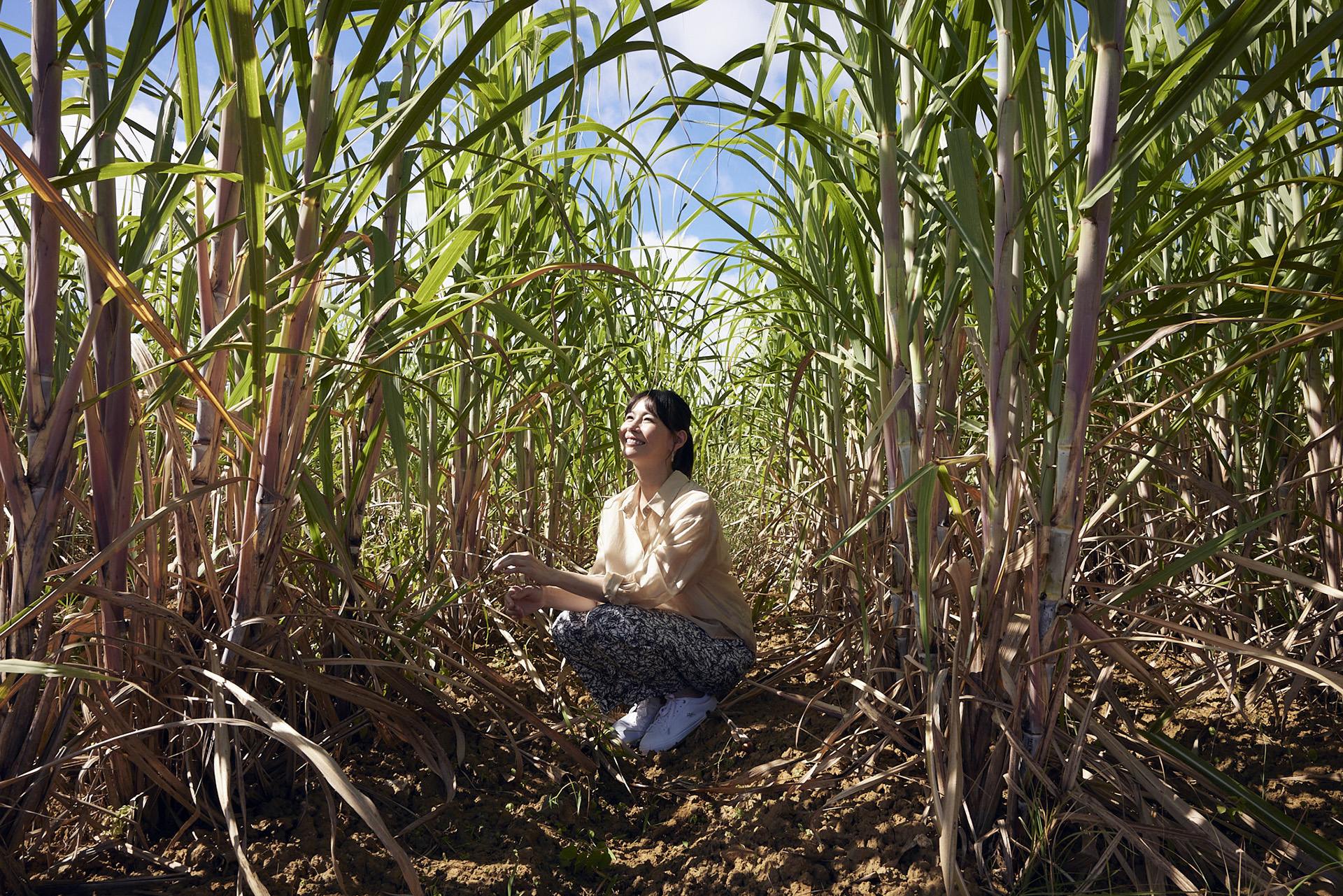 サトウキビを間近で観察できる