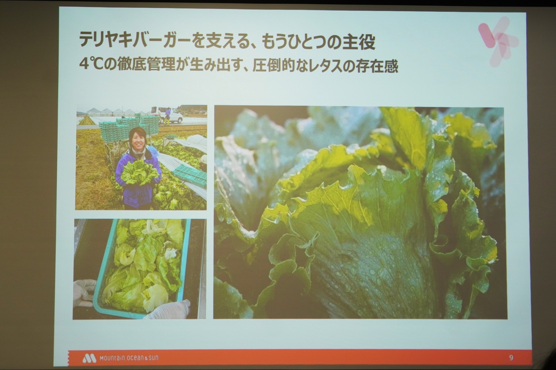 レタスがもうひとつの主役