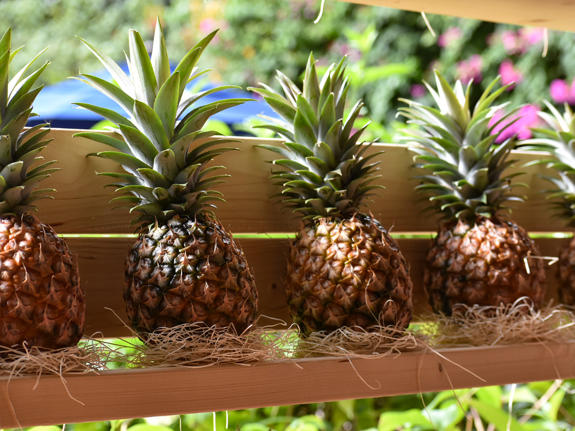 ピーチパインを深く知ることができる