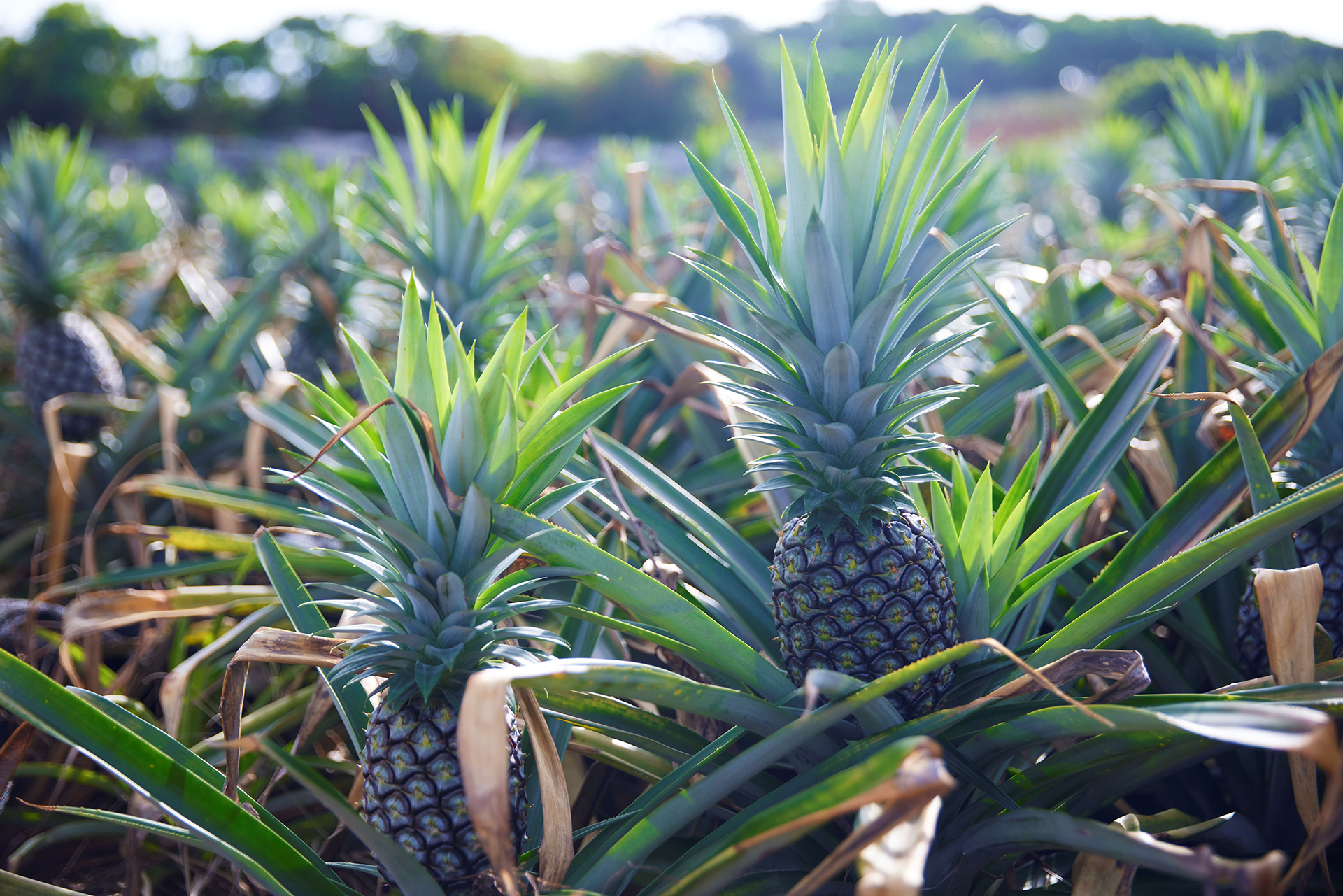 ピーチパイン畑