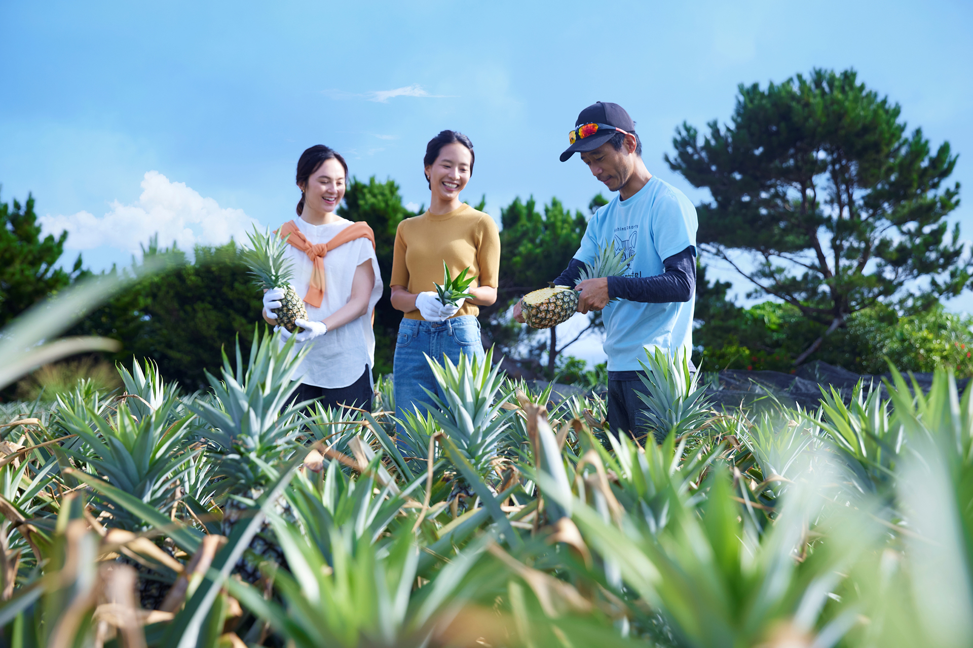 ピーチパインの収穫体験