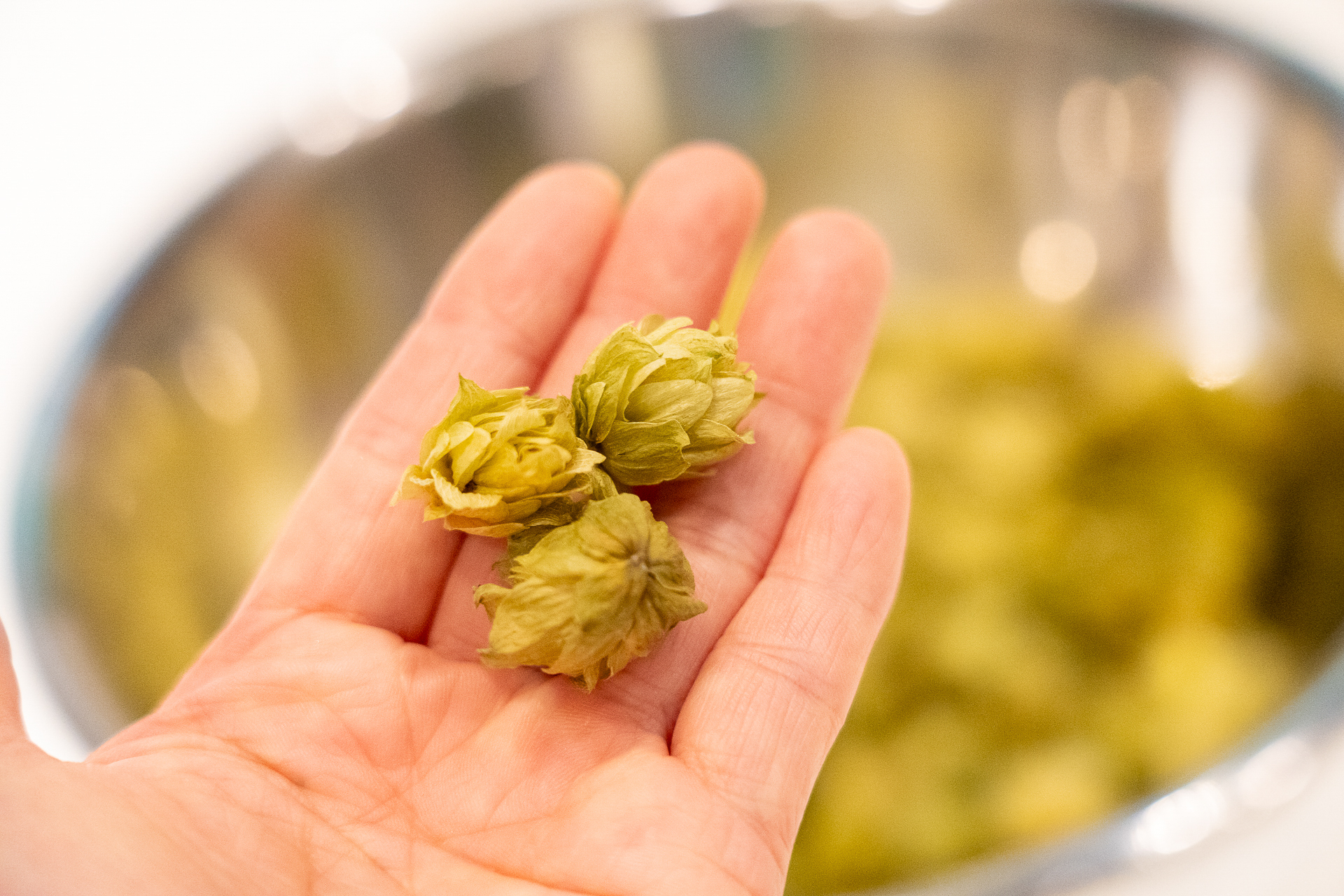 ビールの原料である麦芽の試食やホップの香り体験