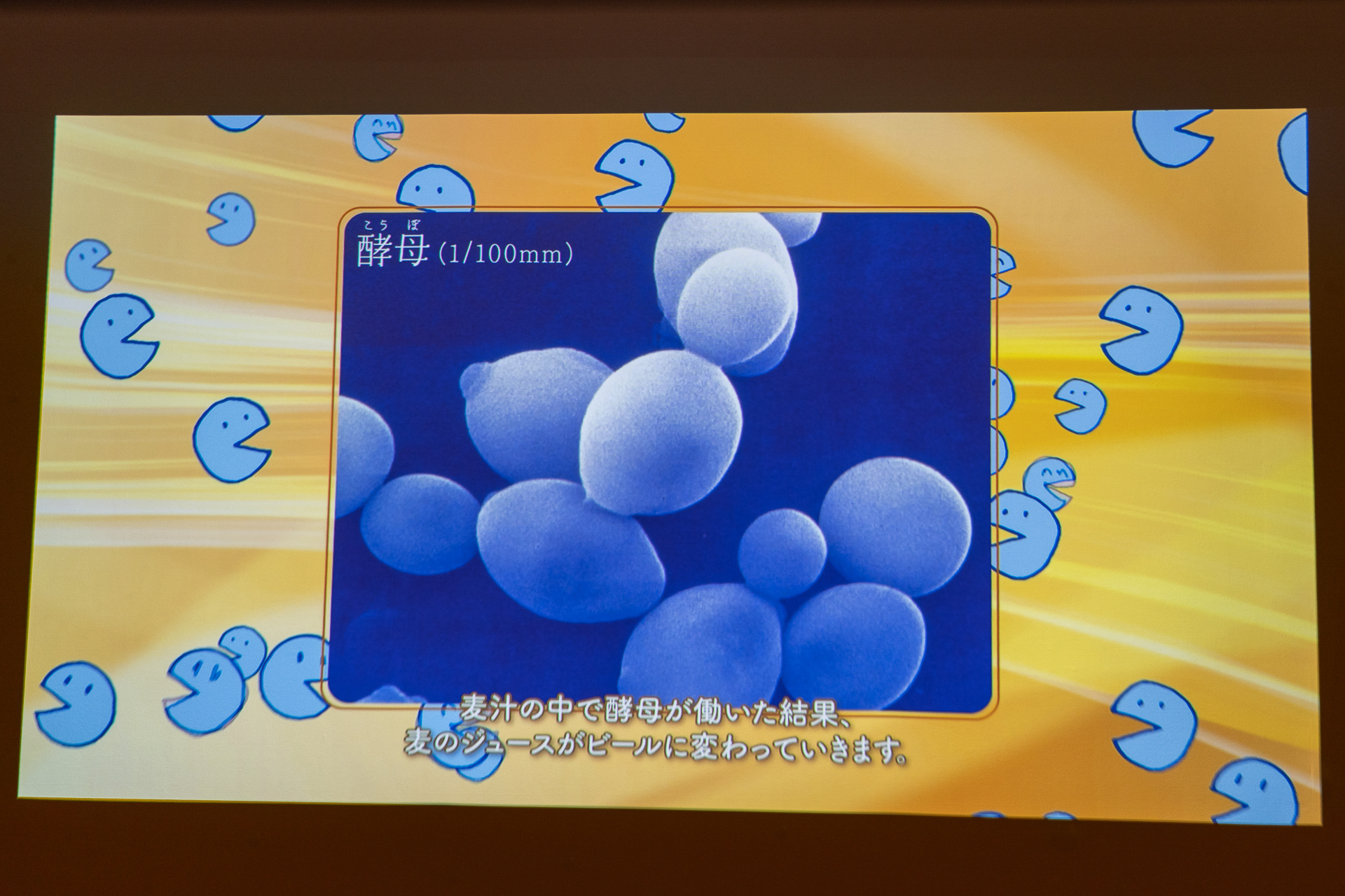 酵母イスに座って鑑賞する発酵工程の映像
