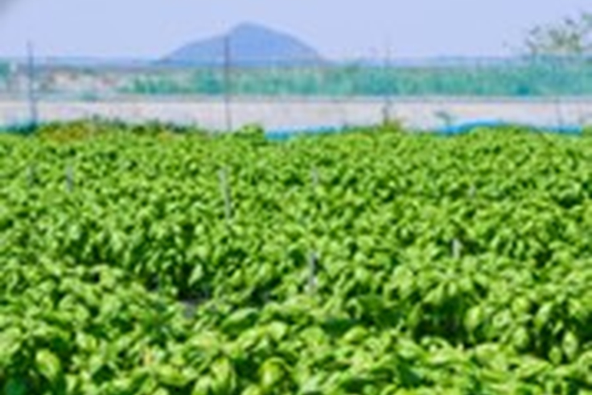 バジル本来のおいしさを引き出すために収穫時間や手摘みにこだわっている