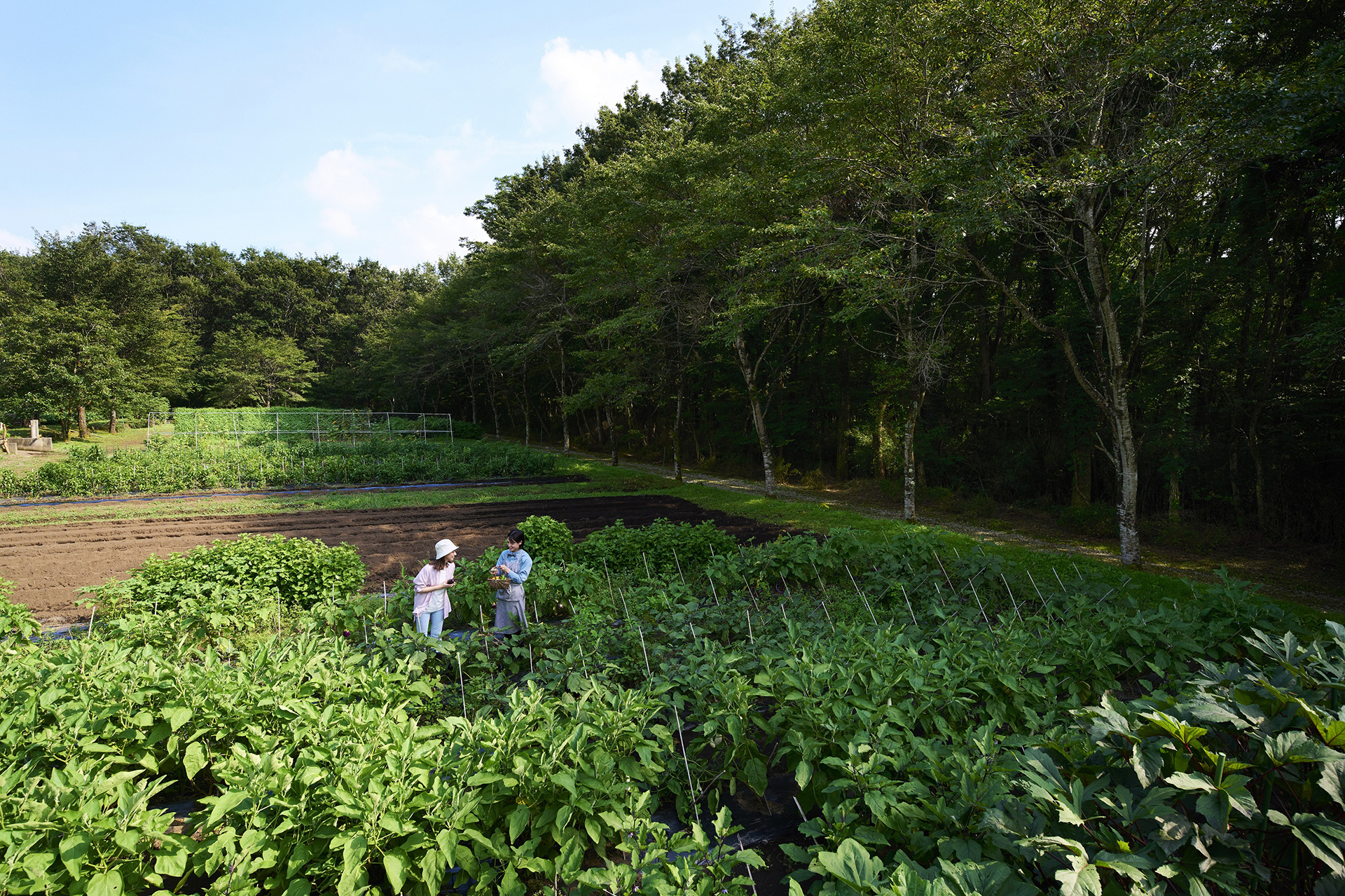 施設内の農園で野菜とハーブを収穫