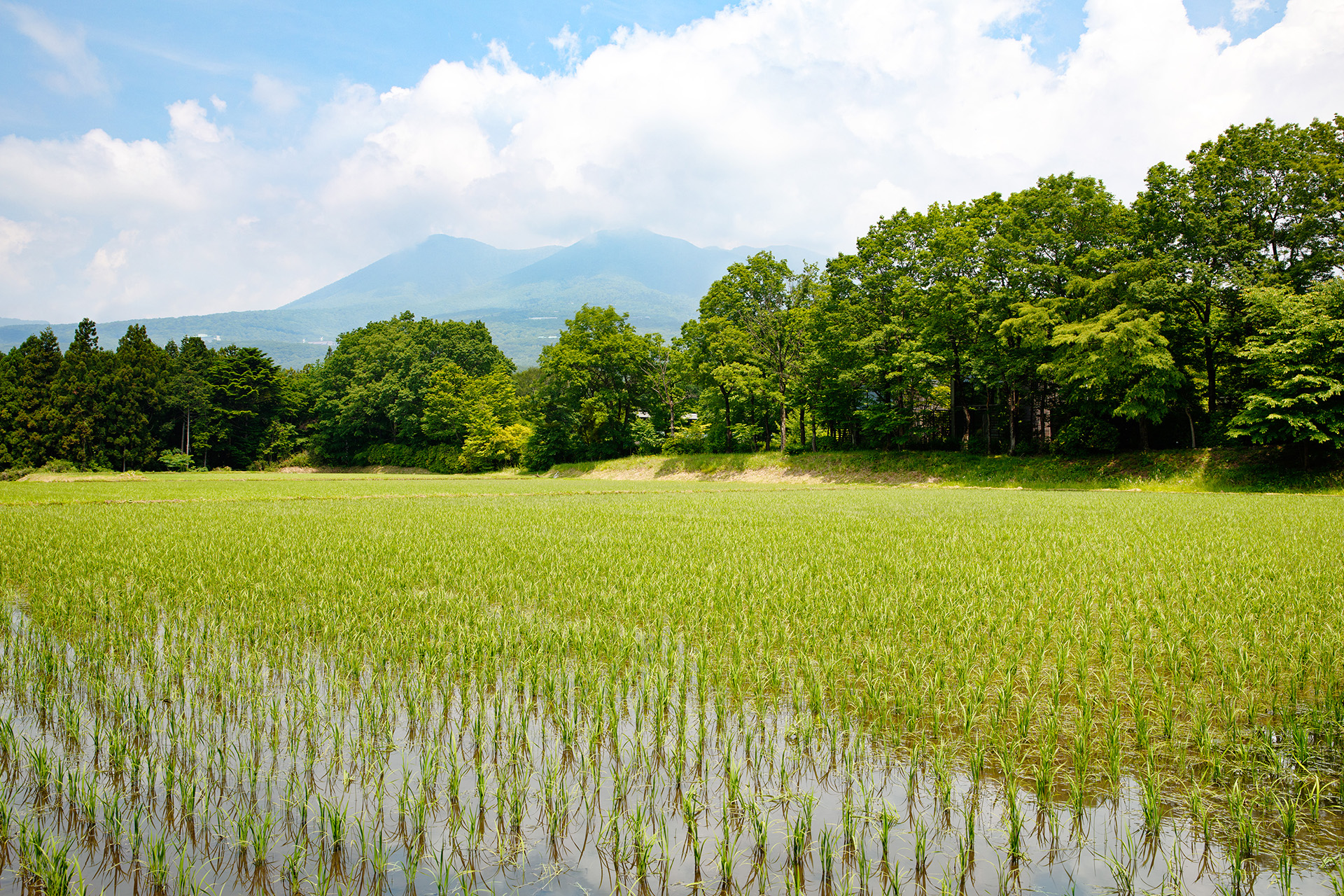 席は広さ8500m<span class="em sup">2</span>の広大な田んぼの畔に設置する