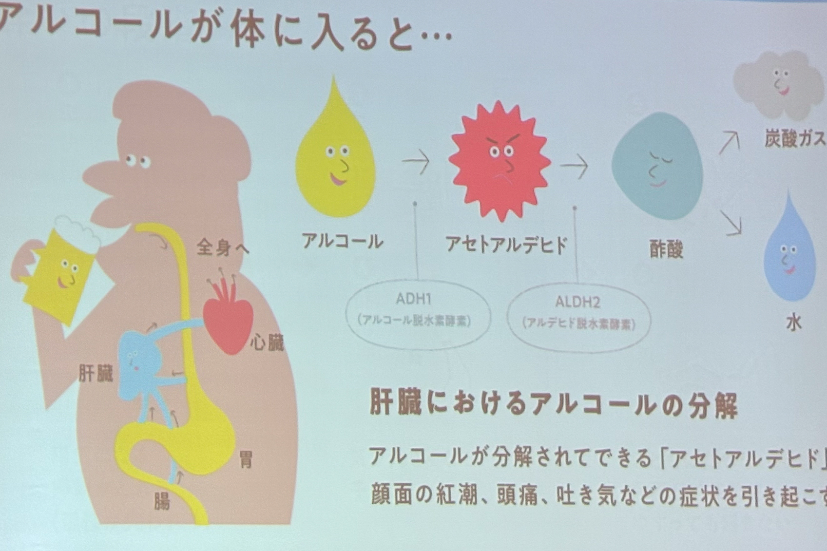 肝臓におけるアルコールの分解