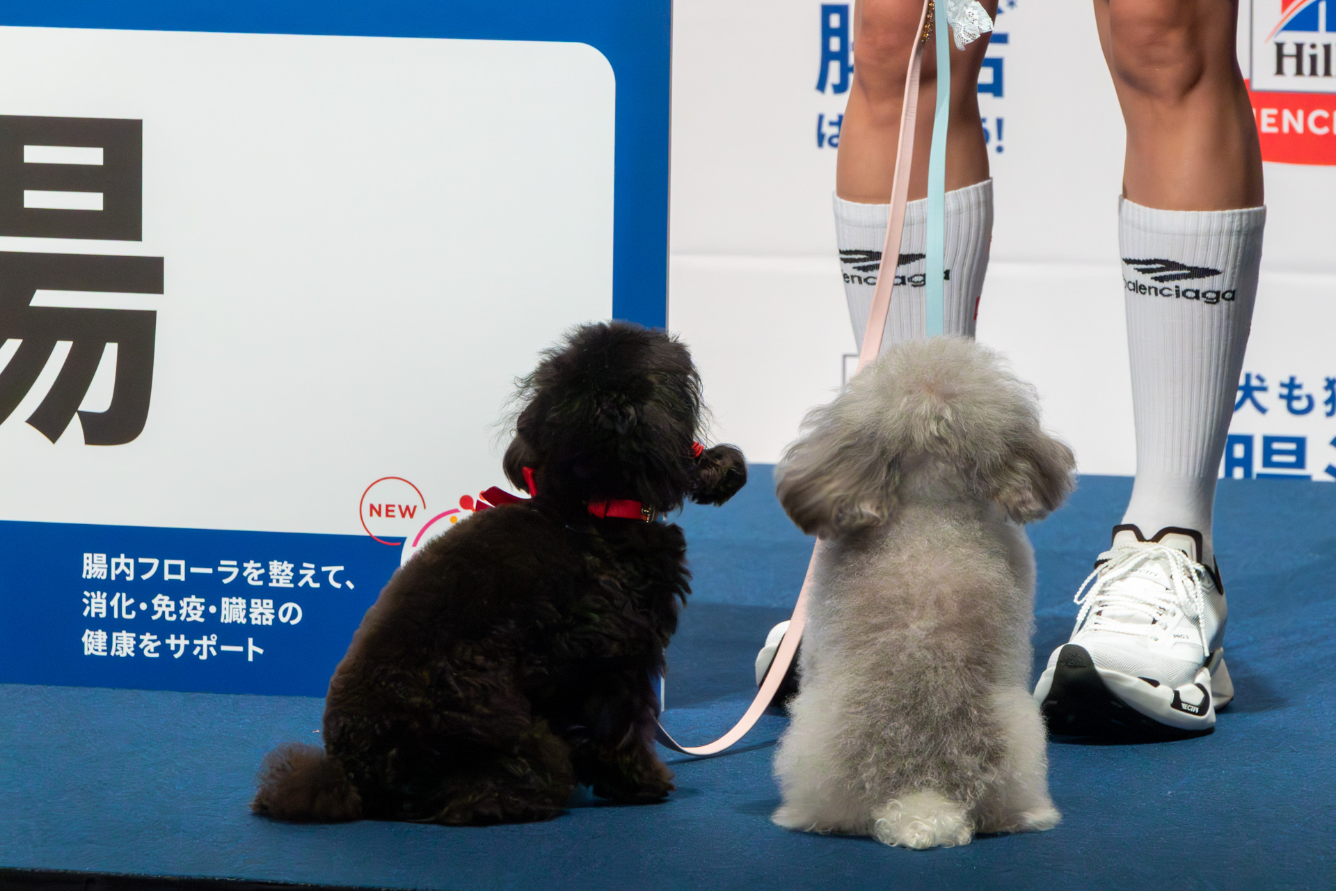 クイズの答えの前でポーズを決めるまでがかわいらしく、微笑ましい光景になった