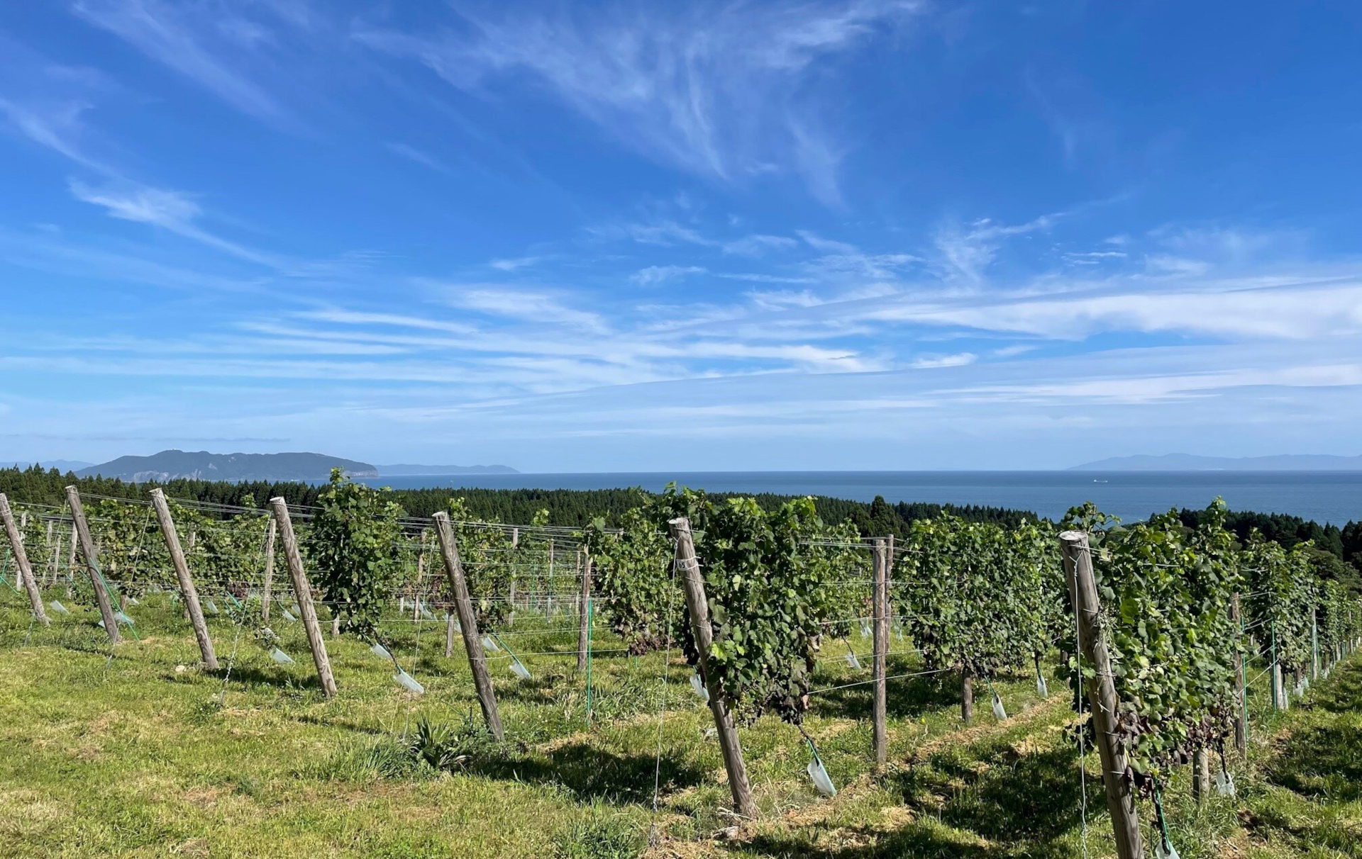 北海道北斗ヴィンヤード