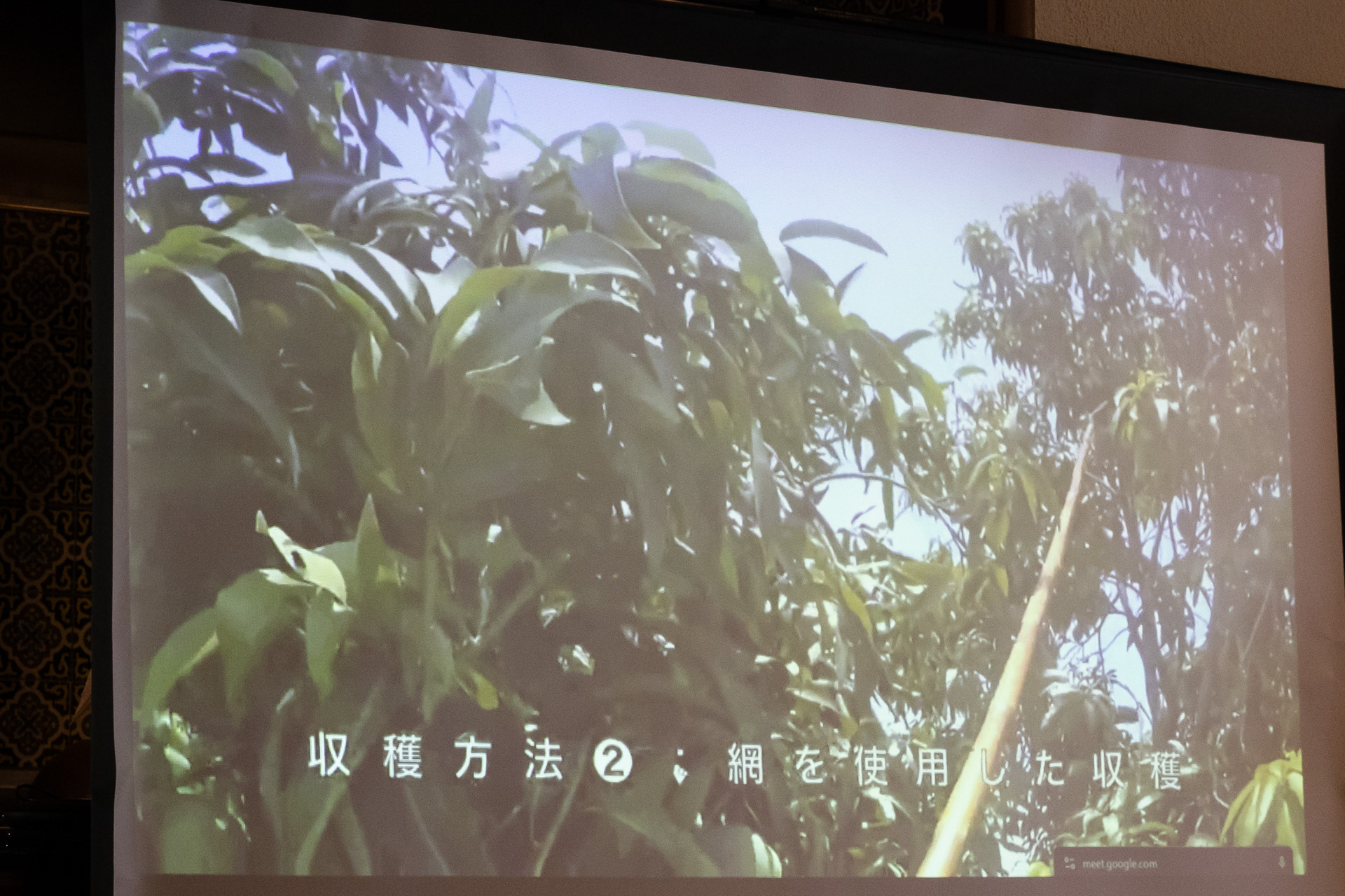 収穫の模様