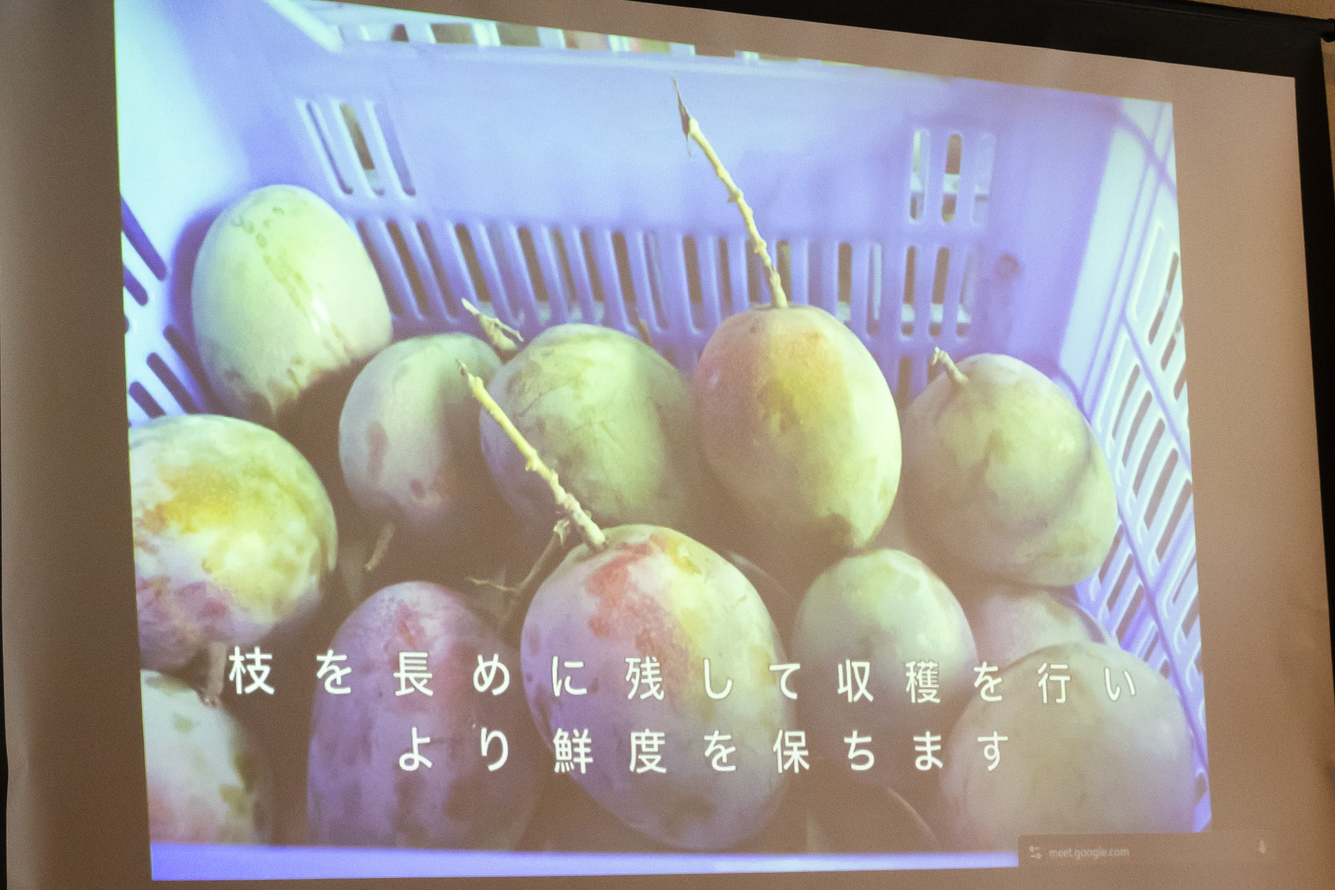 枝を長めに残して収穫したマンゴー