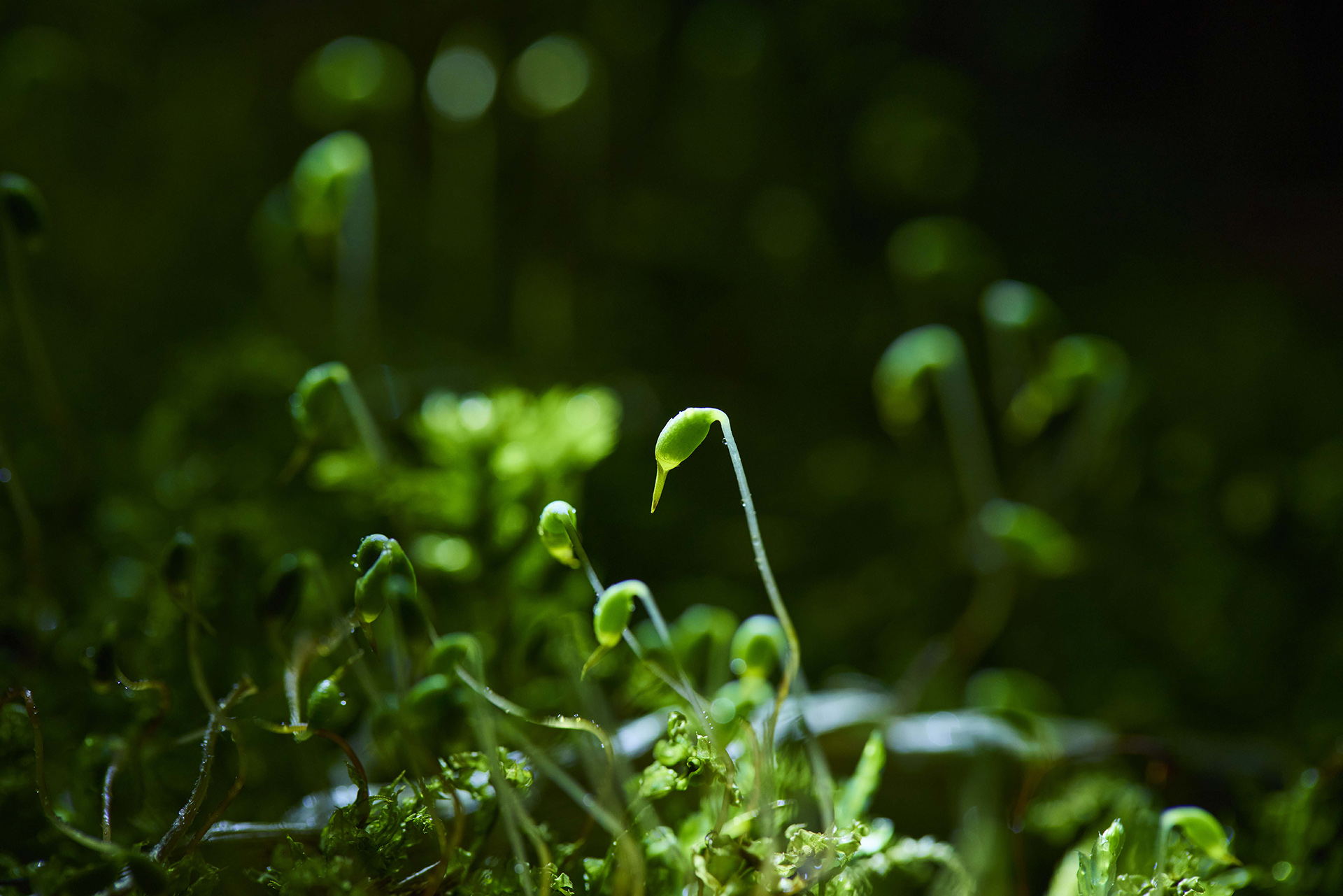 アクティビティ「苔さんぽ」