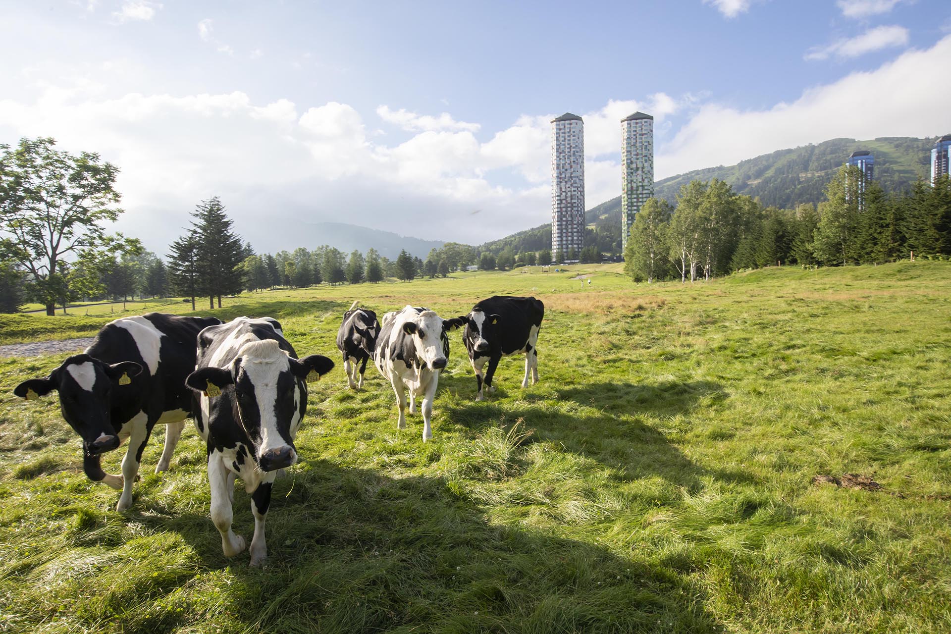 ファームエリアでは牛を放牧し、自然に近い環境で飼育している