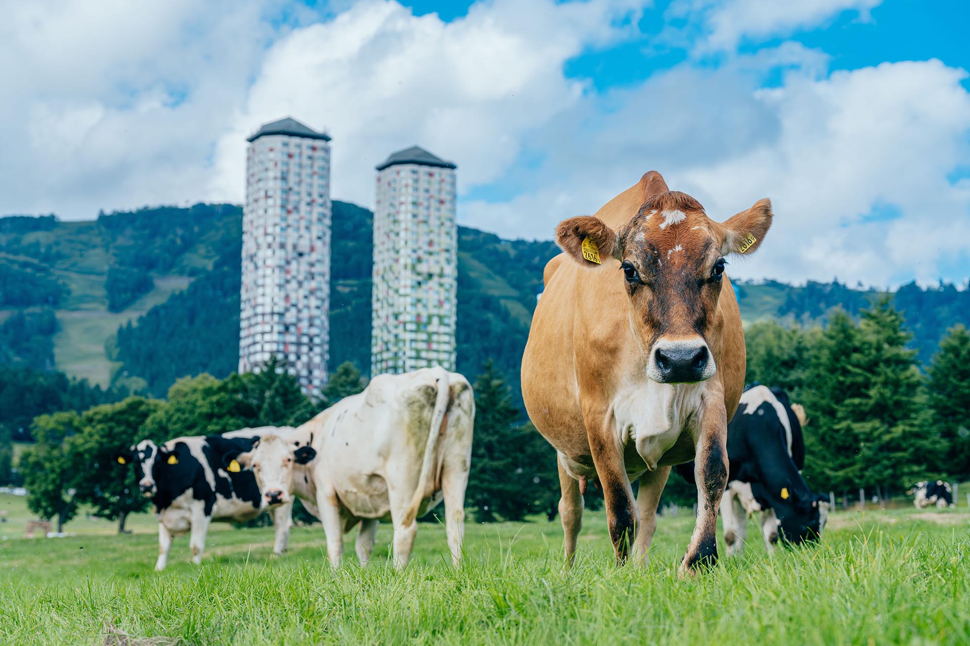 ファームエリアでは牛を放牧し、自然に近い環境で飼育している