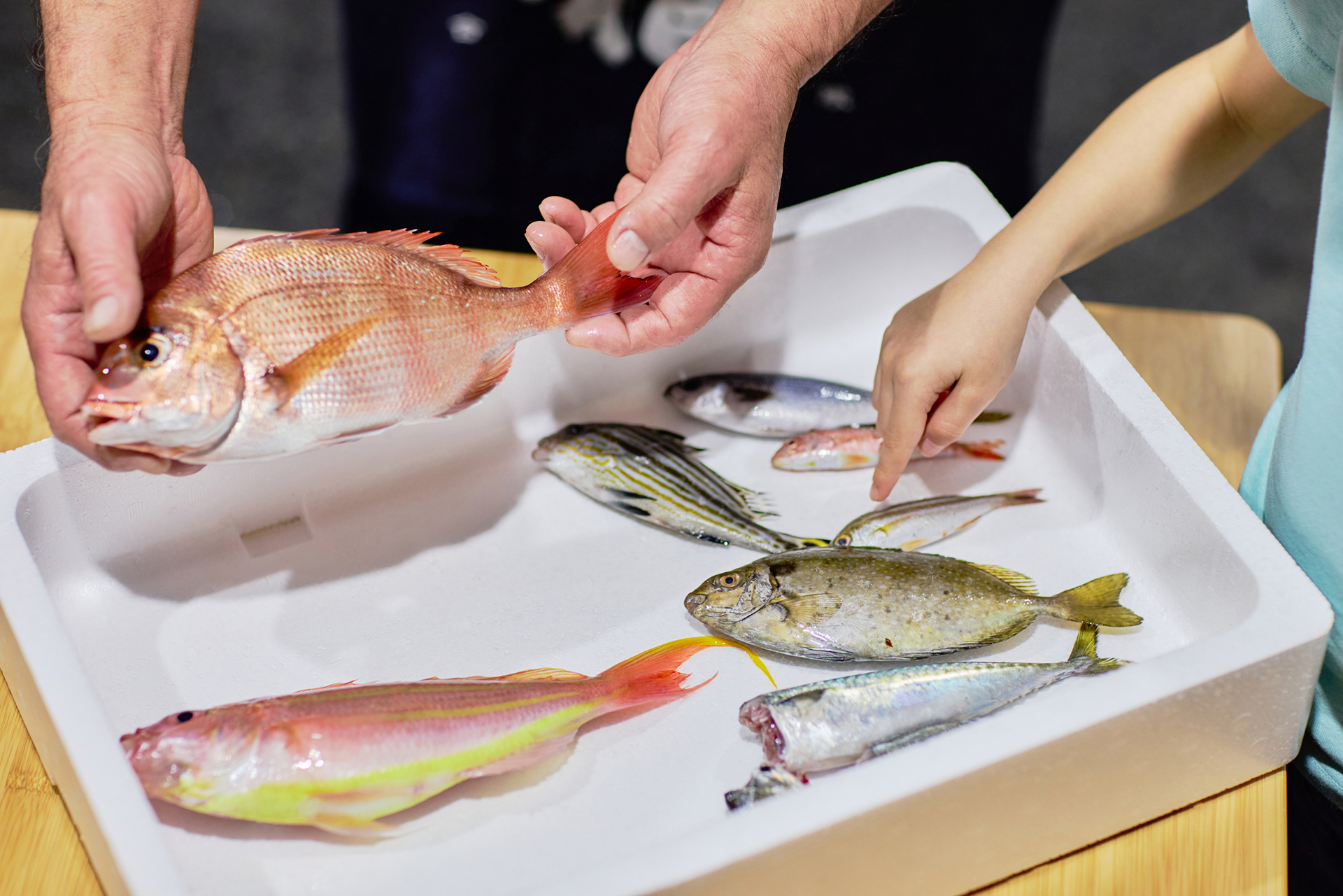 市場に出回る魚と未利用魚を実際に観察する