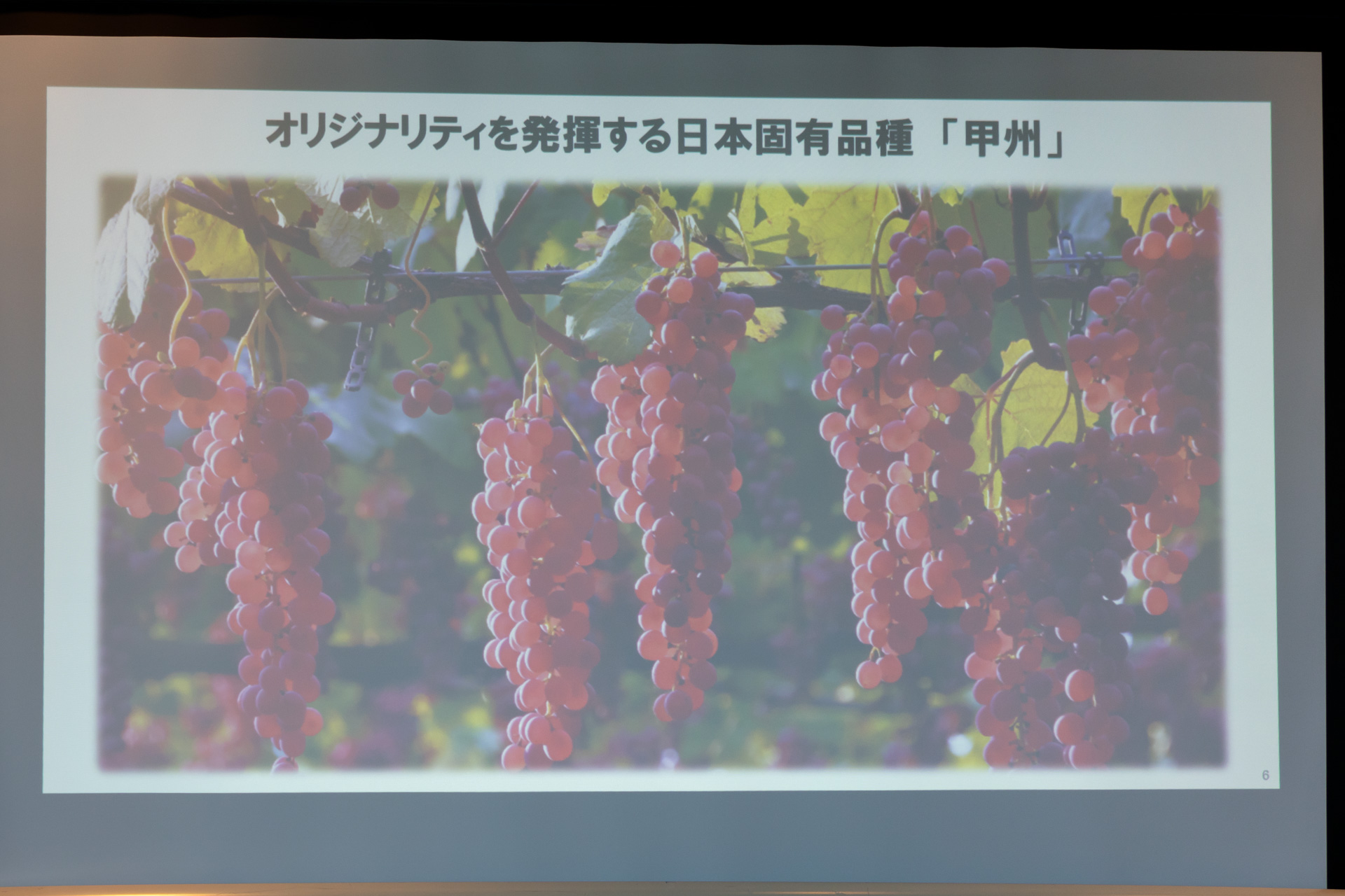 日本固有品種の「甲州」