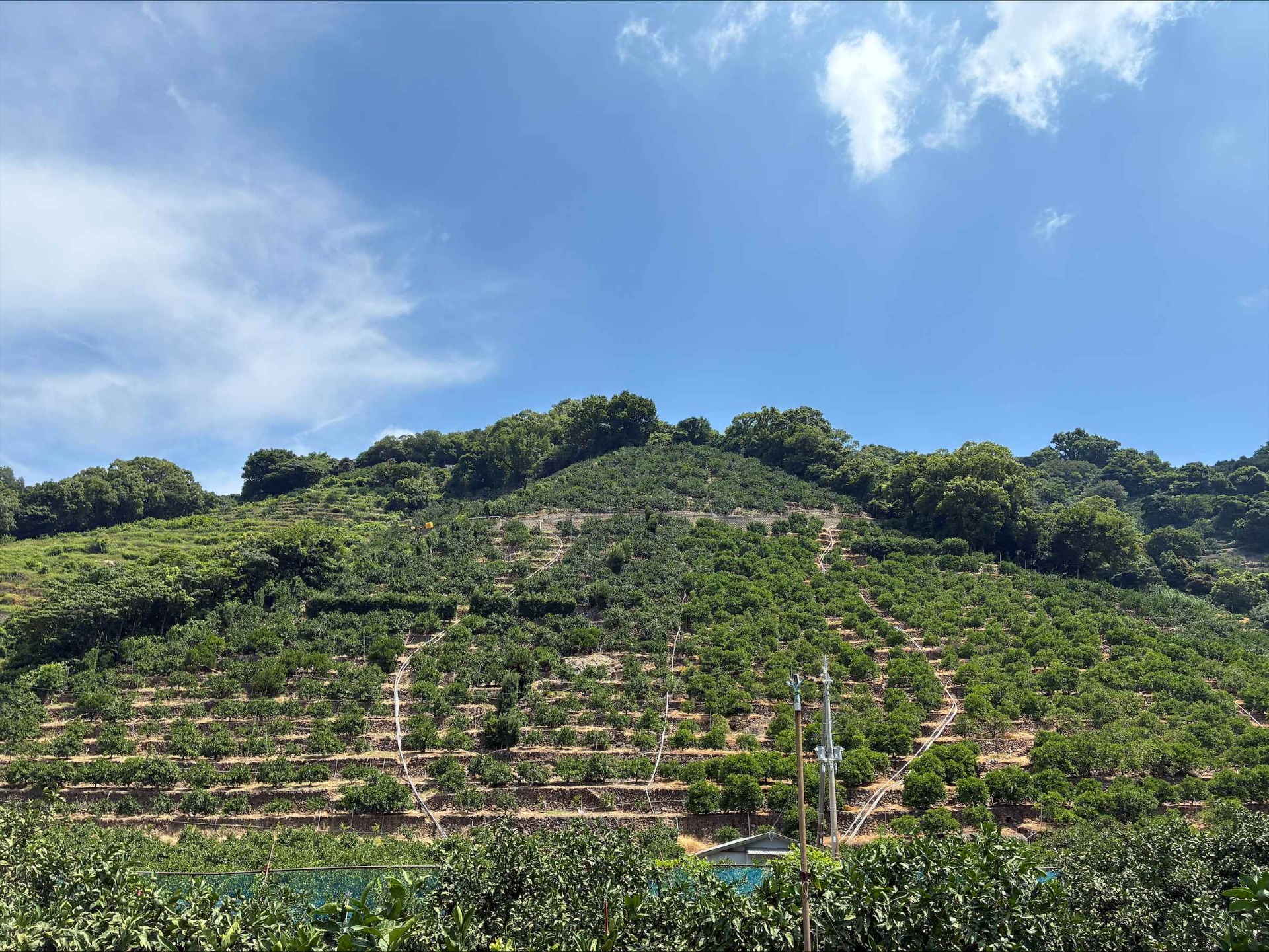自然の石を積み上げた和歌山の段々畑（上野山農園）
