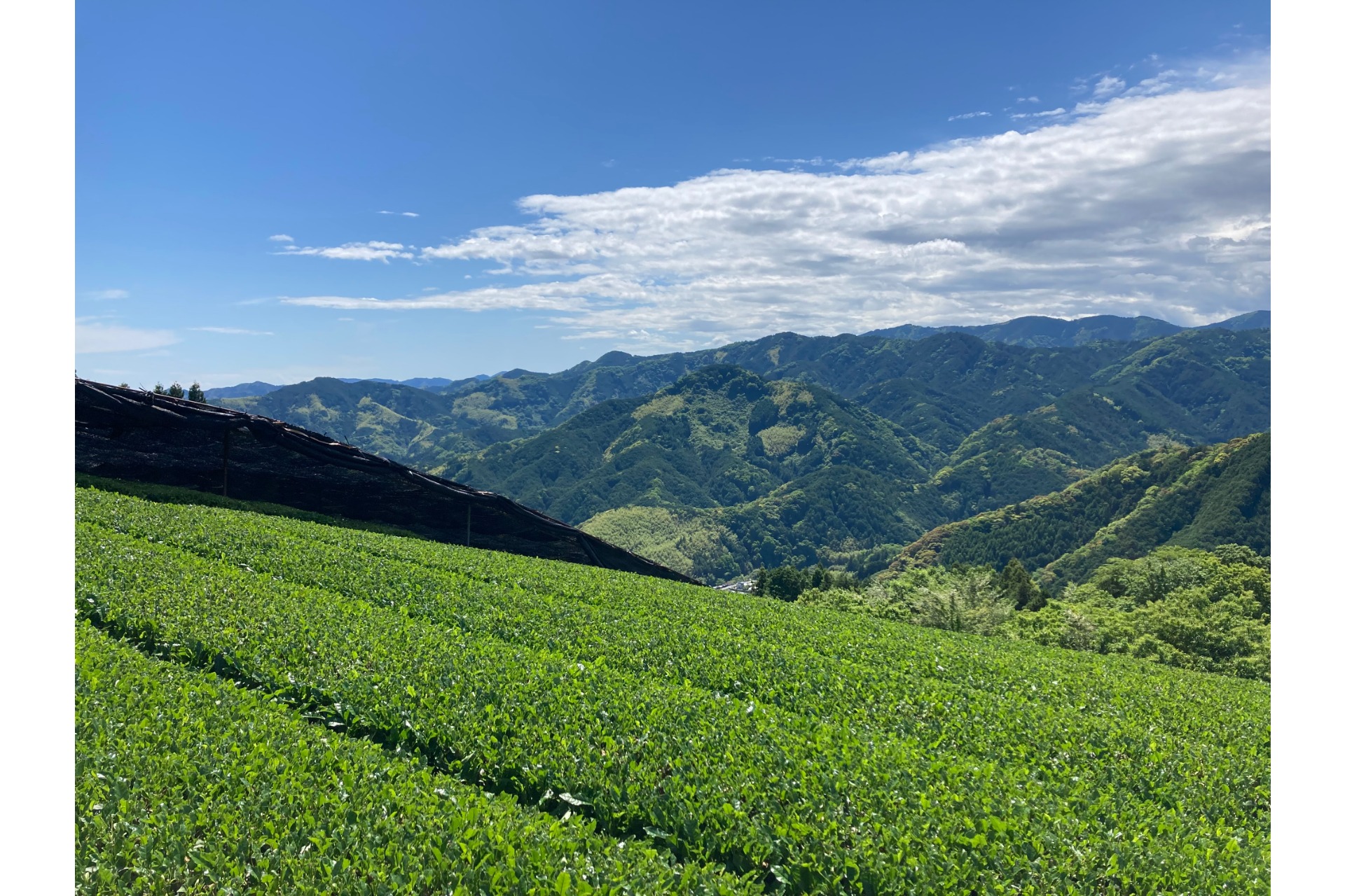 静岡県産茶葉を使用した「天空の抹茶」