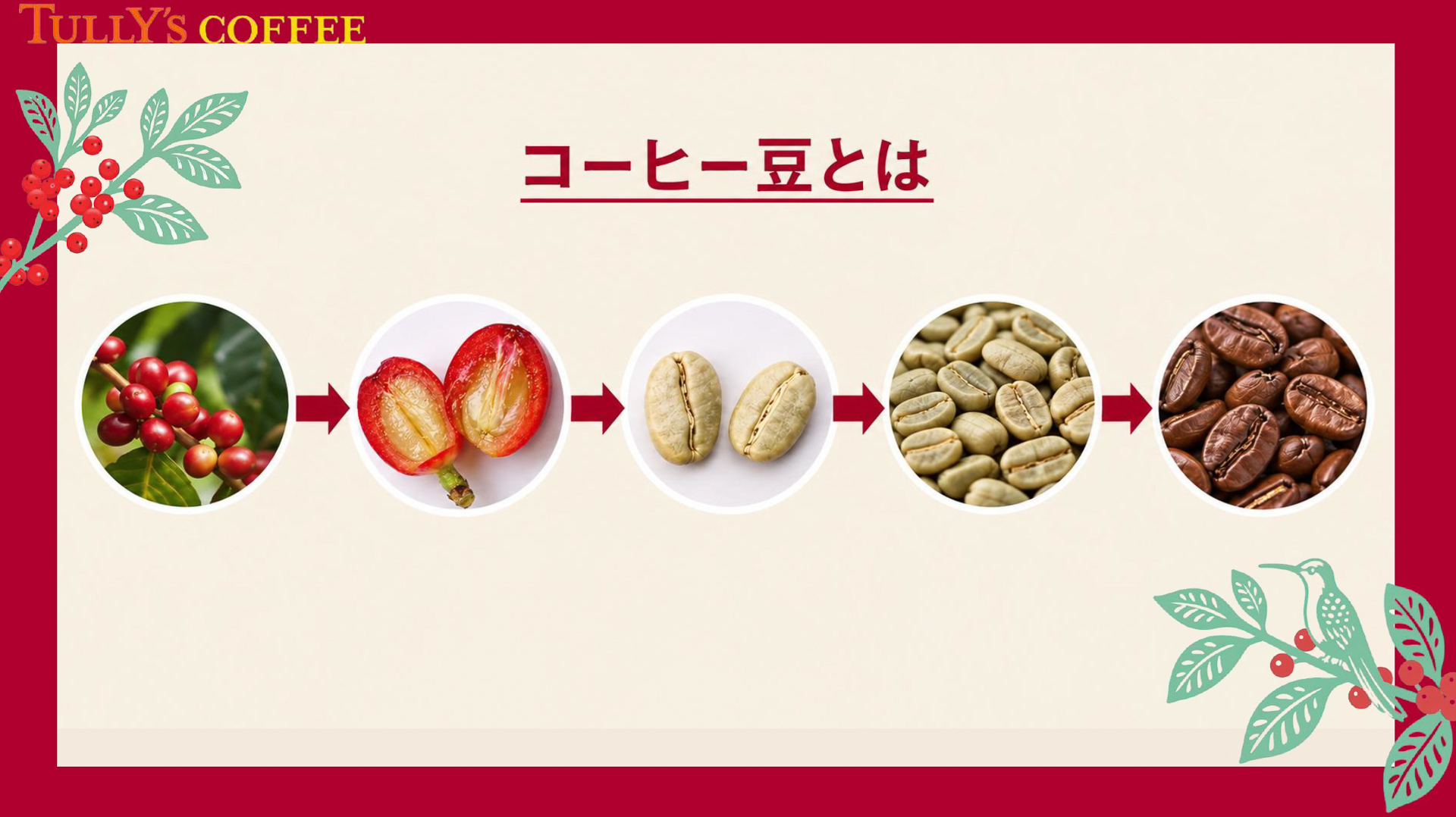 コーヒー豆は、赤く熟した果実「コーヒーチェリー」の種を精製・焙煎したもの