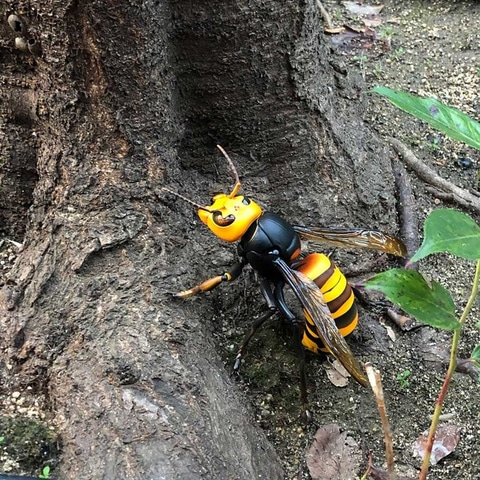 海洋堂、「オオスズメバチ」の巨大フィギュア、”差し替えなしの毒針