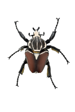 ７体セット　一番くじ　昆虫　フィギュア 一番くじ 昆虫 LIFE with INSECT｜一番くじ倶楽部｜BANDAI