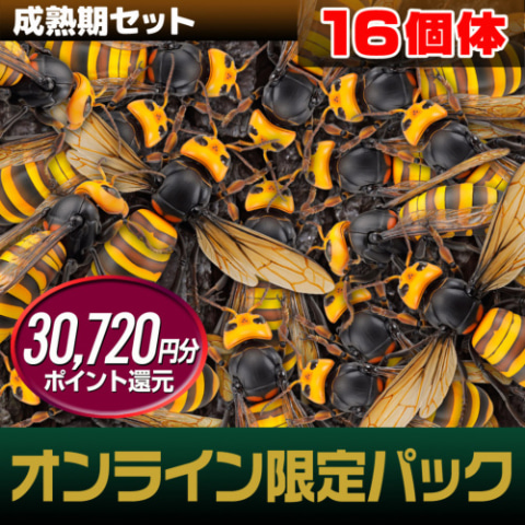 インタビュー】史上最高の昆虫フィギュアついに完成！ 「REVO GEO