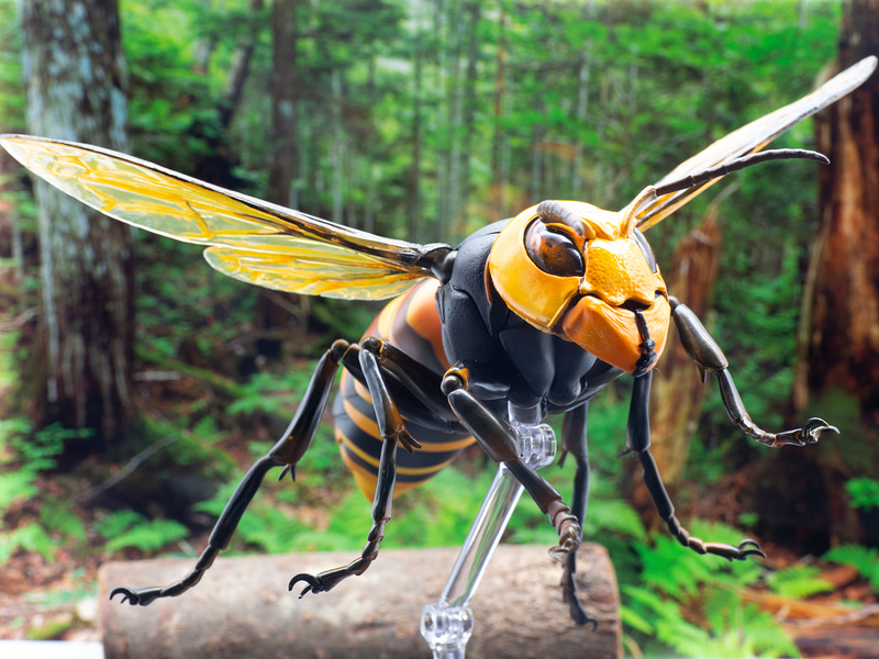 自然に溶け込むオオスズメバチ。ネイチャーな背景がよく似合う
