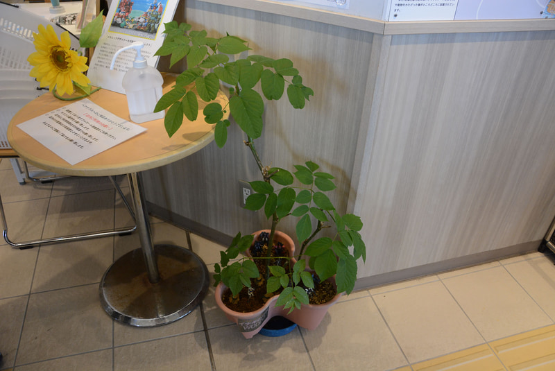 グッズの文字デザインやコーヒーのラベルなどで強いリスペクトを発揮したデザイナーの坂本太郎氏が寄贈した「ウドの木」。ウドという名前は「ボトムズ」の街。鉢はスコープドッグのレンズをイメージした形になっている