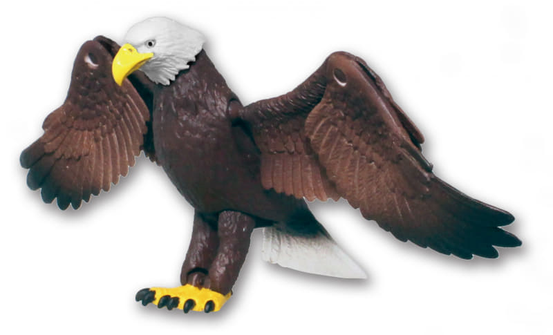 北アメリカに生息し、翼を広げるとおよそ2mにも達する