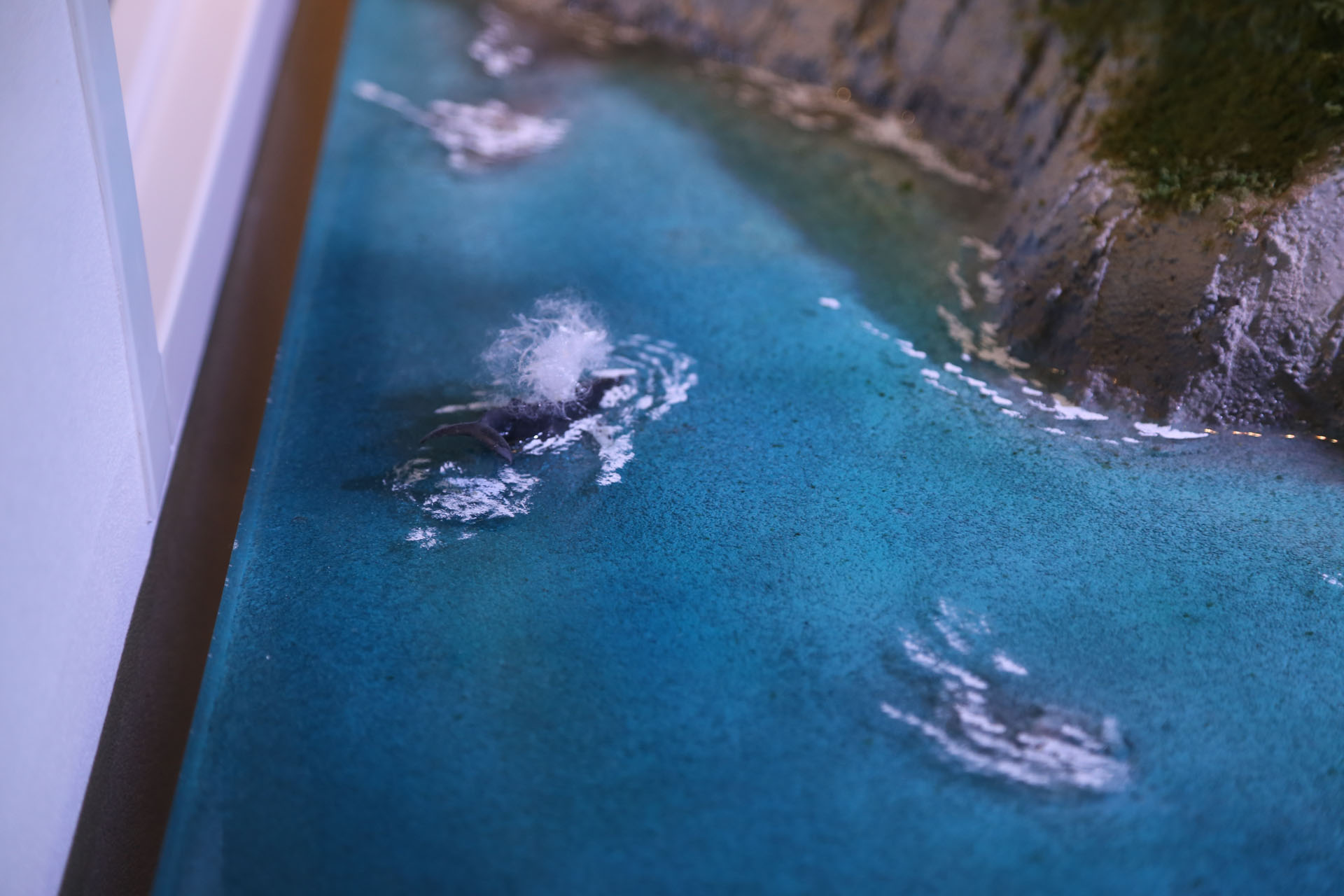 室戸岬沖のクジラ漁