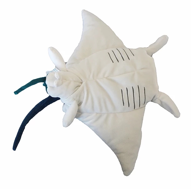 マンタの赤ちゃんが両ひれを畳んだ状態で母親の腹の中から出てくる出産シーンを学べる