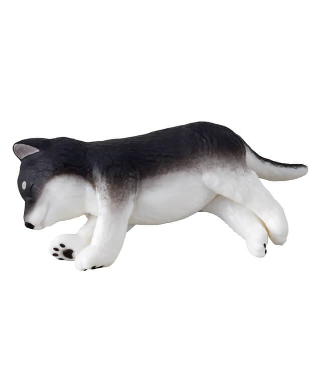 すやすや（黒柴）