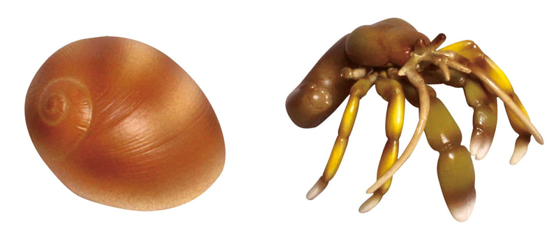 貝殻は脱着可能