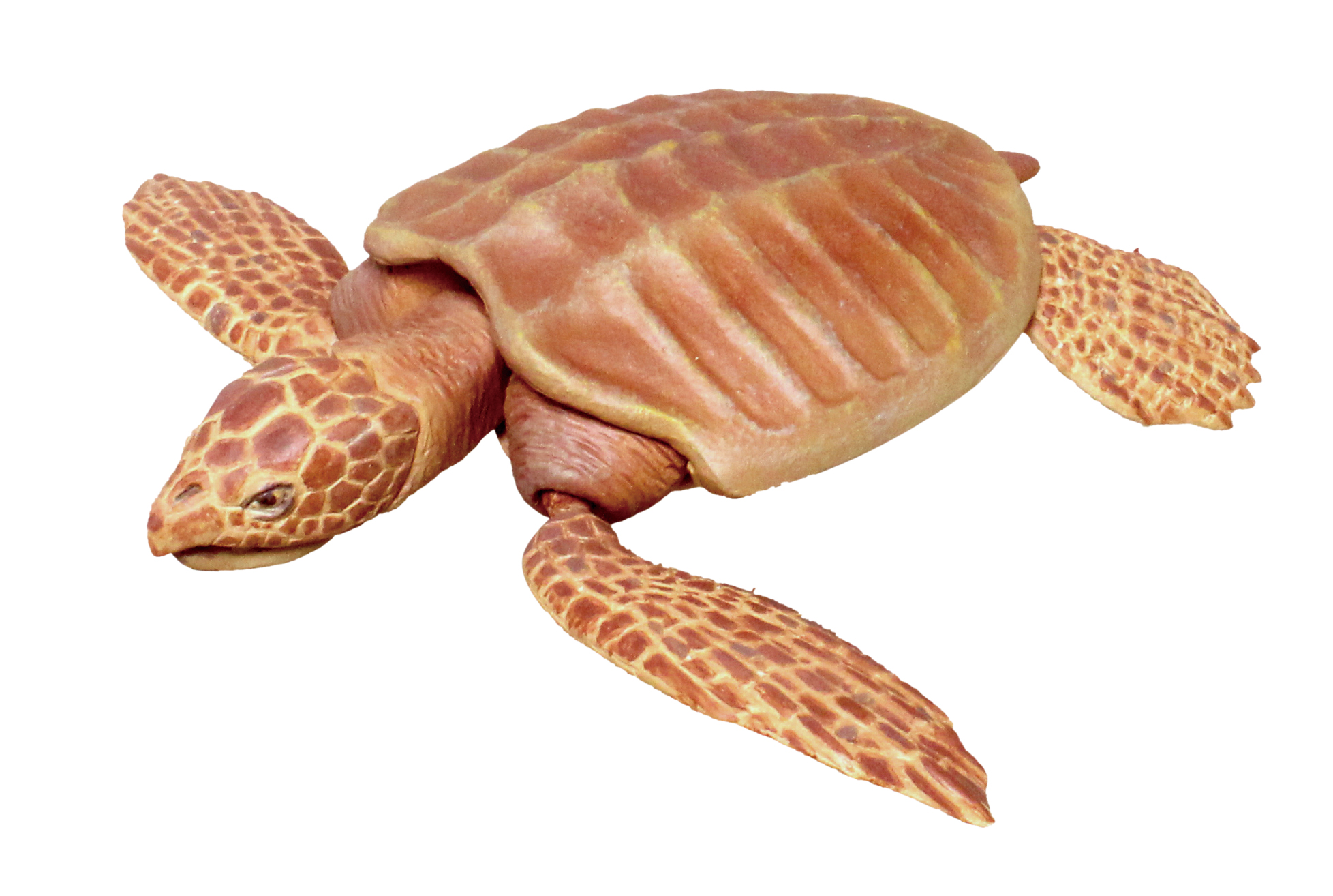 「アンモナイト」が付属