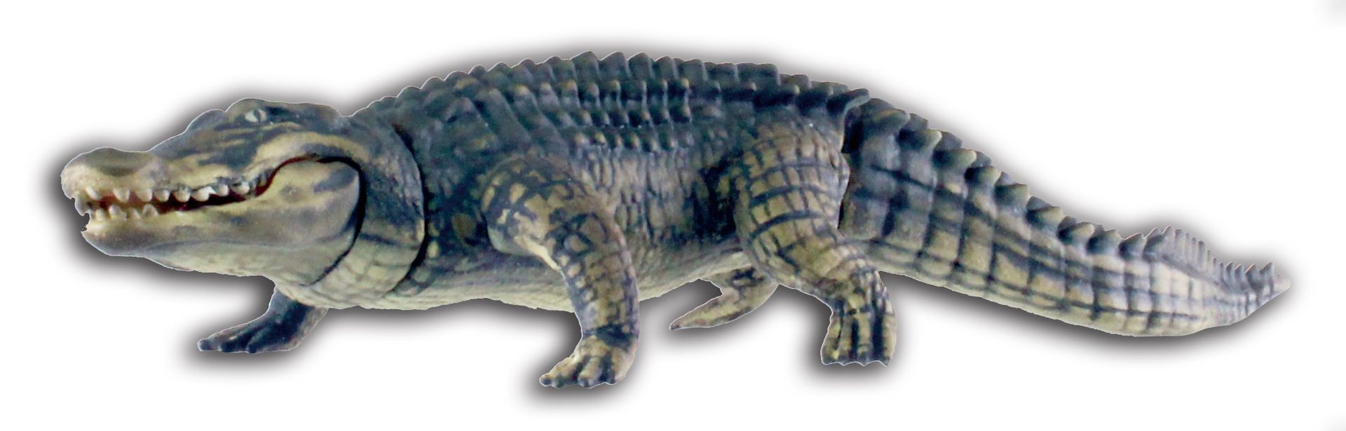 頭、口、尾が可動する