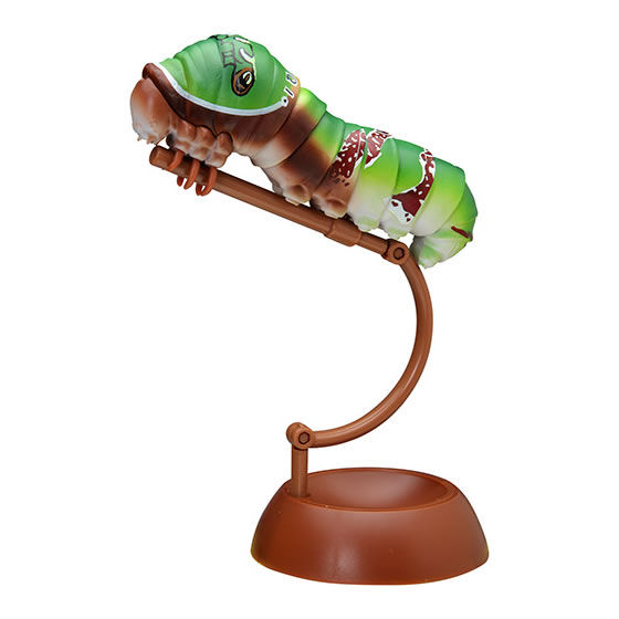 クロアゲハの幼虫