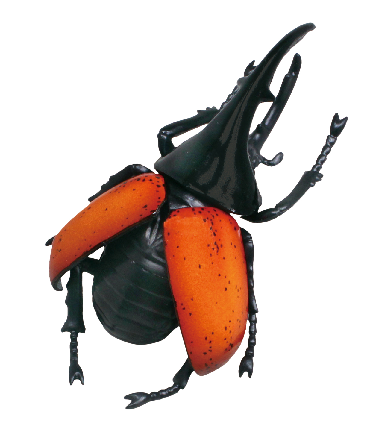 ヘラクレスオオカブト