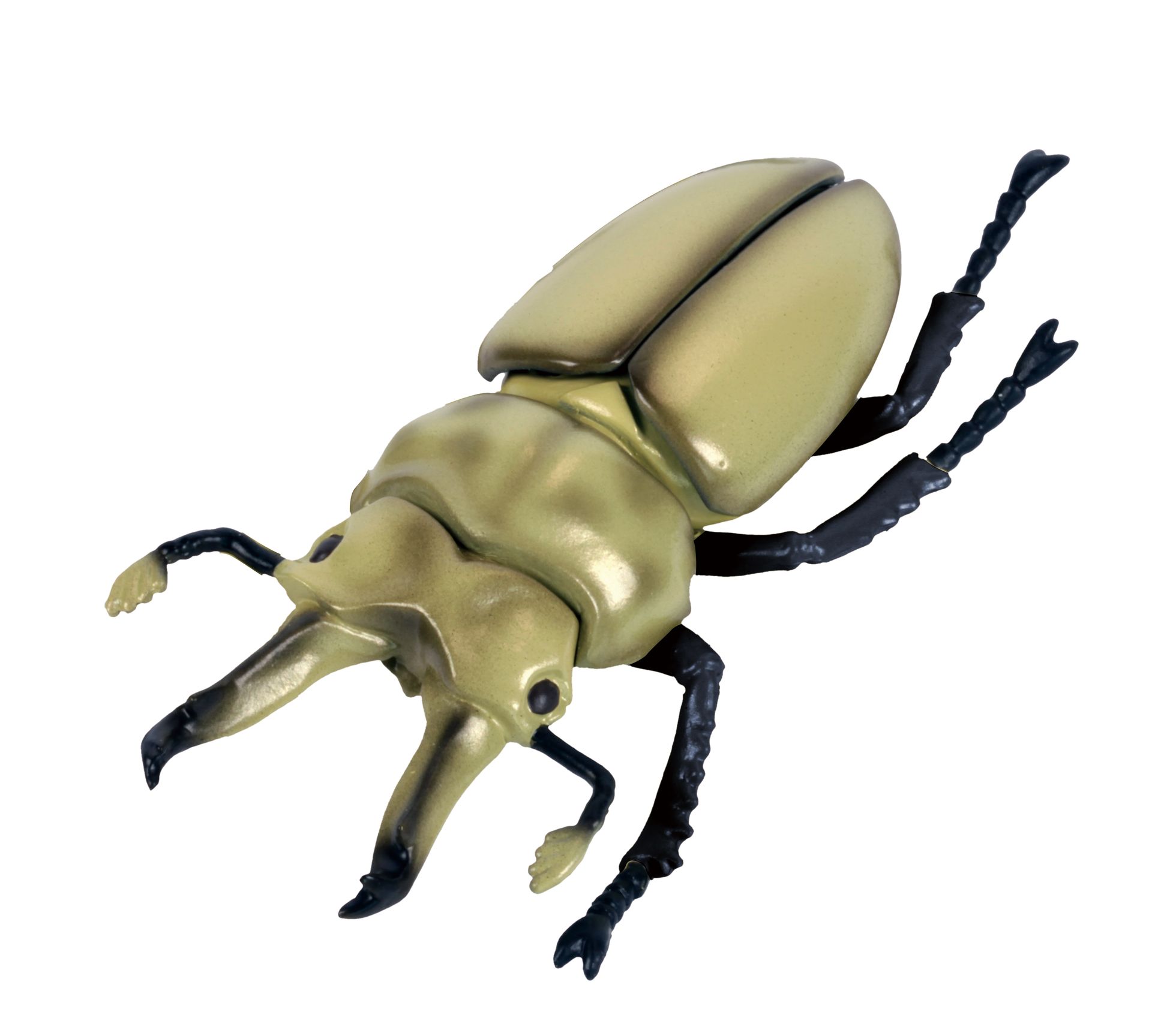 オウゴンオニクワガタ