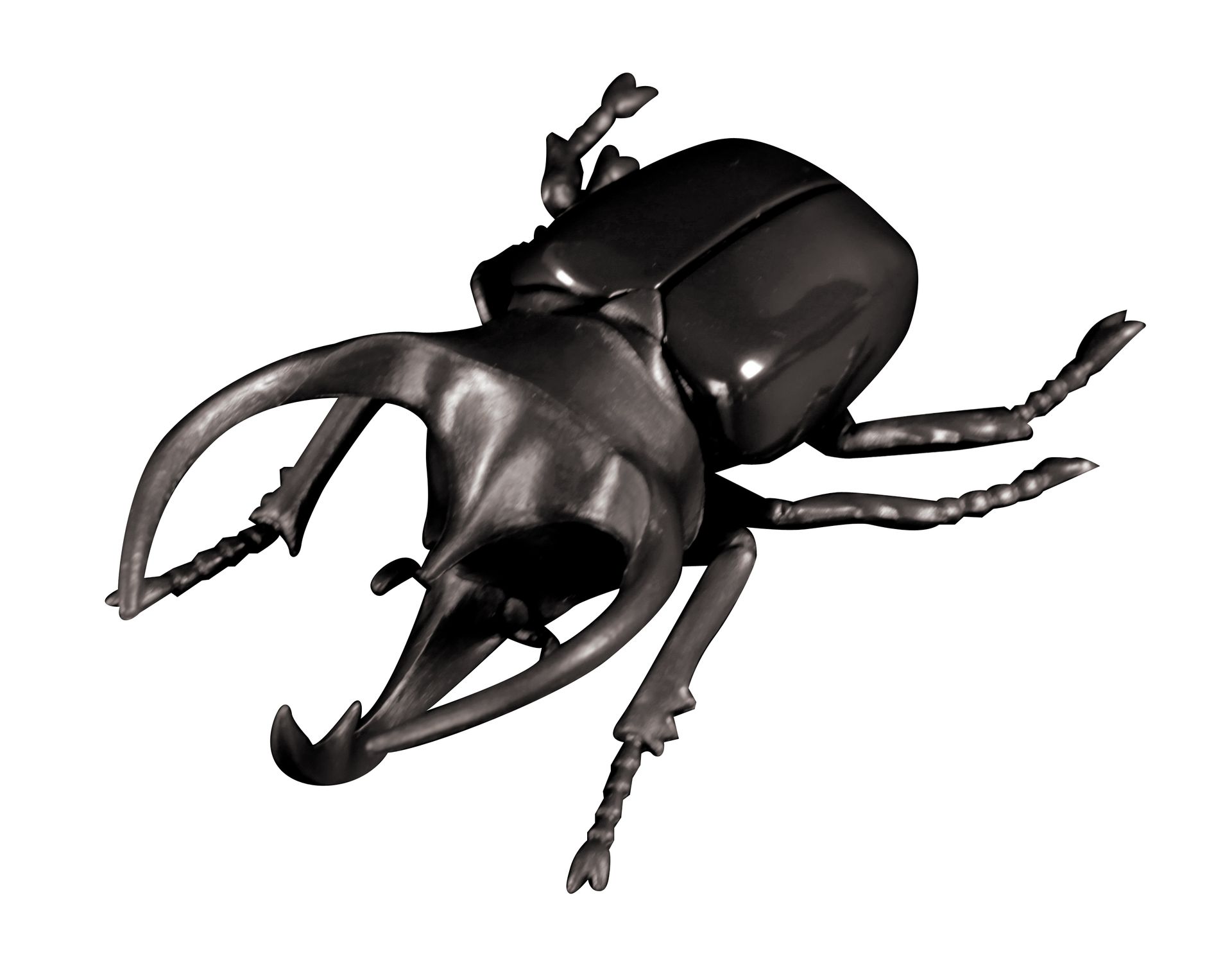 コーカサスオオカブト